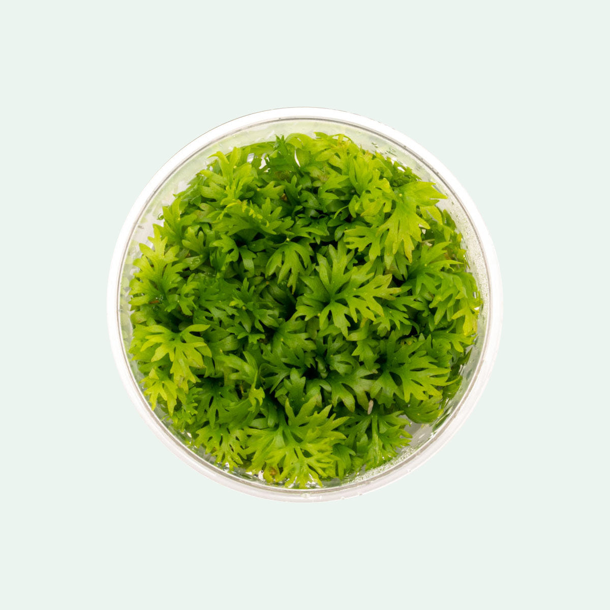 Ceratopteris Thalictroides - Water Sprite Aquarium Plant for Fish Tanks | Easy to Grow Aquatic Fern for Freshwater Aquariums | Perfect for Shrimp Tanks and Aquascaping