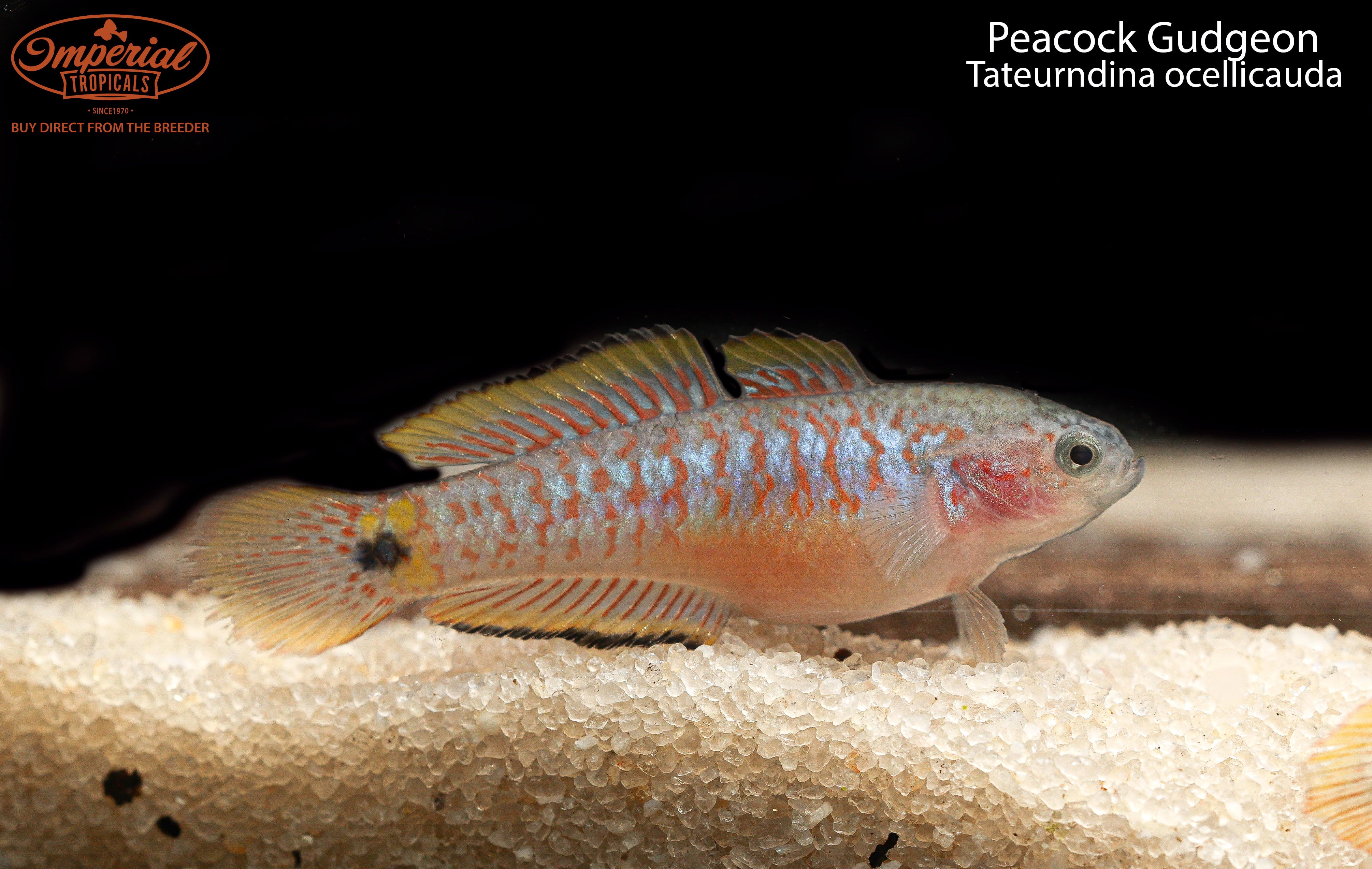 Peacock Gudgeon Fish (Tateurndina Ocellicauda) - Colorful Freshwater Aquarium Fish for Home & Office Tanks