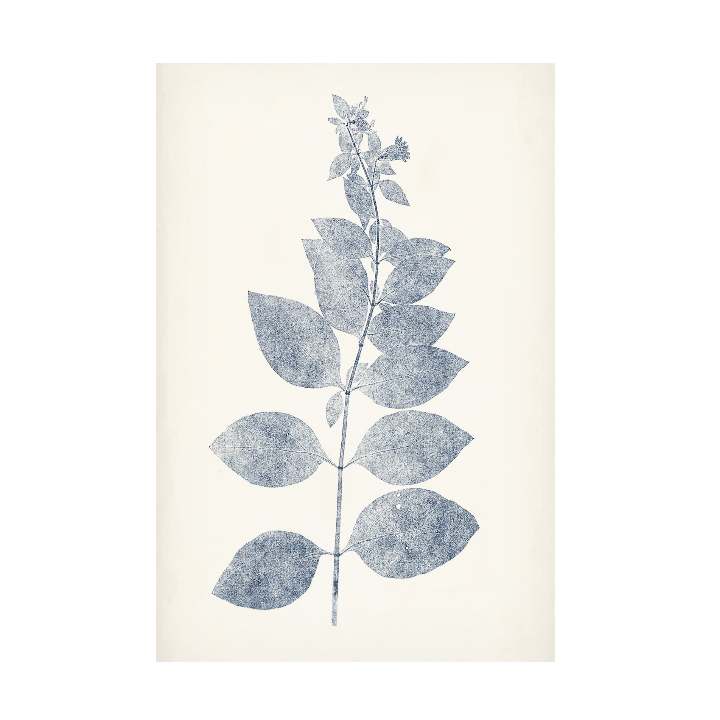 Trademark Fine Art 'Navy Botanicals IX' Canvas Wall Art Print by Vision Studio - Perfect for Living Room, Bedroom & Office Decor
