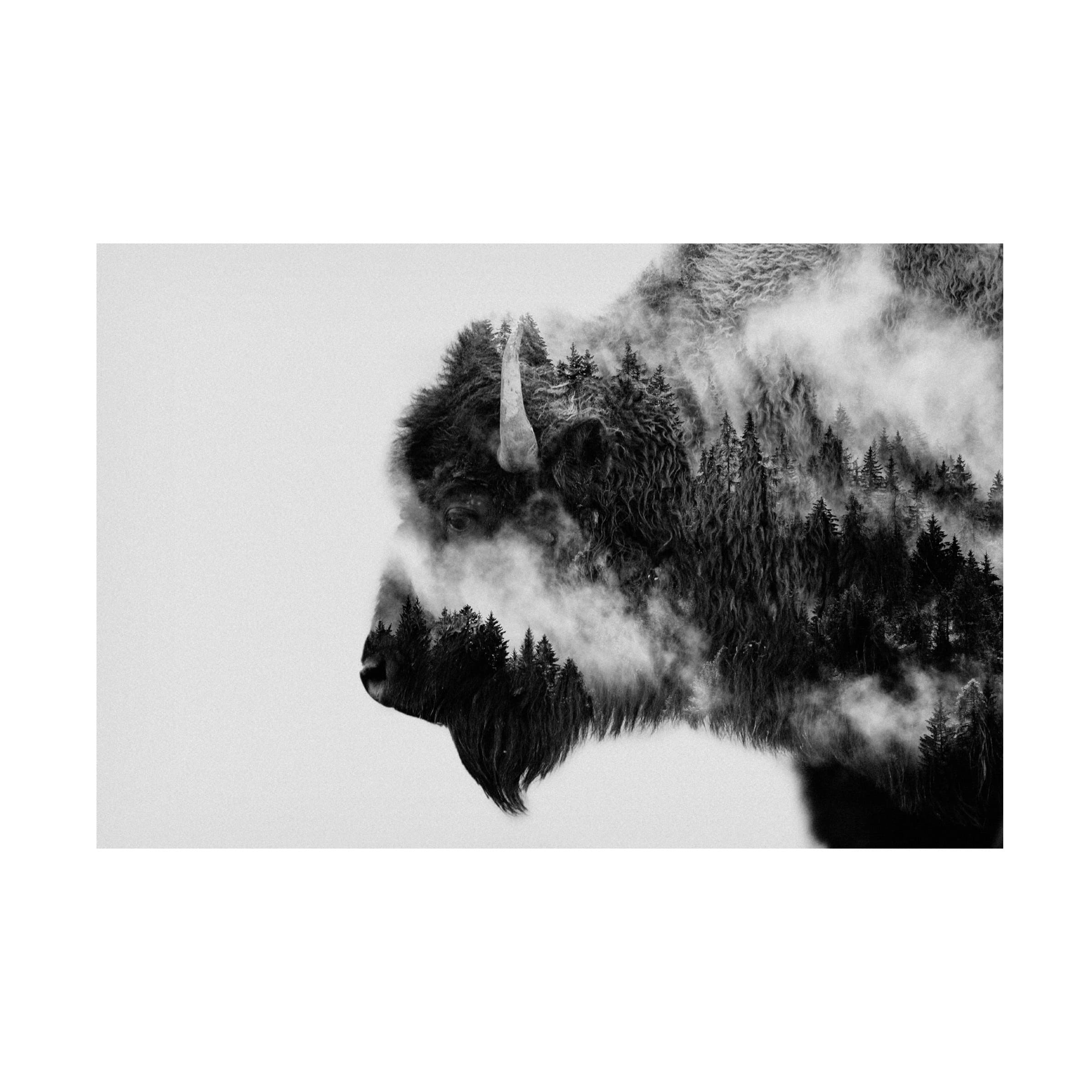 Trademark Fine Art 'Bison' Canvas Wall Art Print by Angyalosi Beata - Wildlife Home Decor for Living Room, Office & Bedroom
