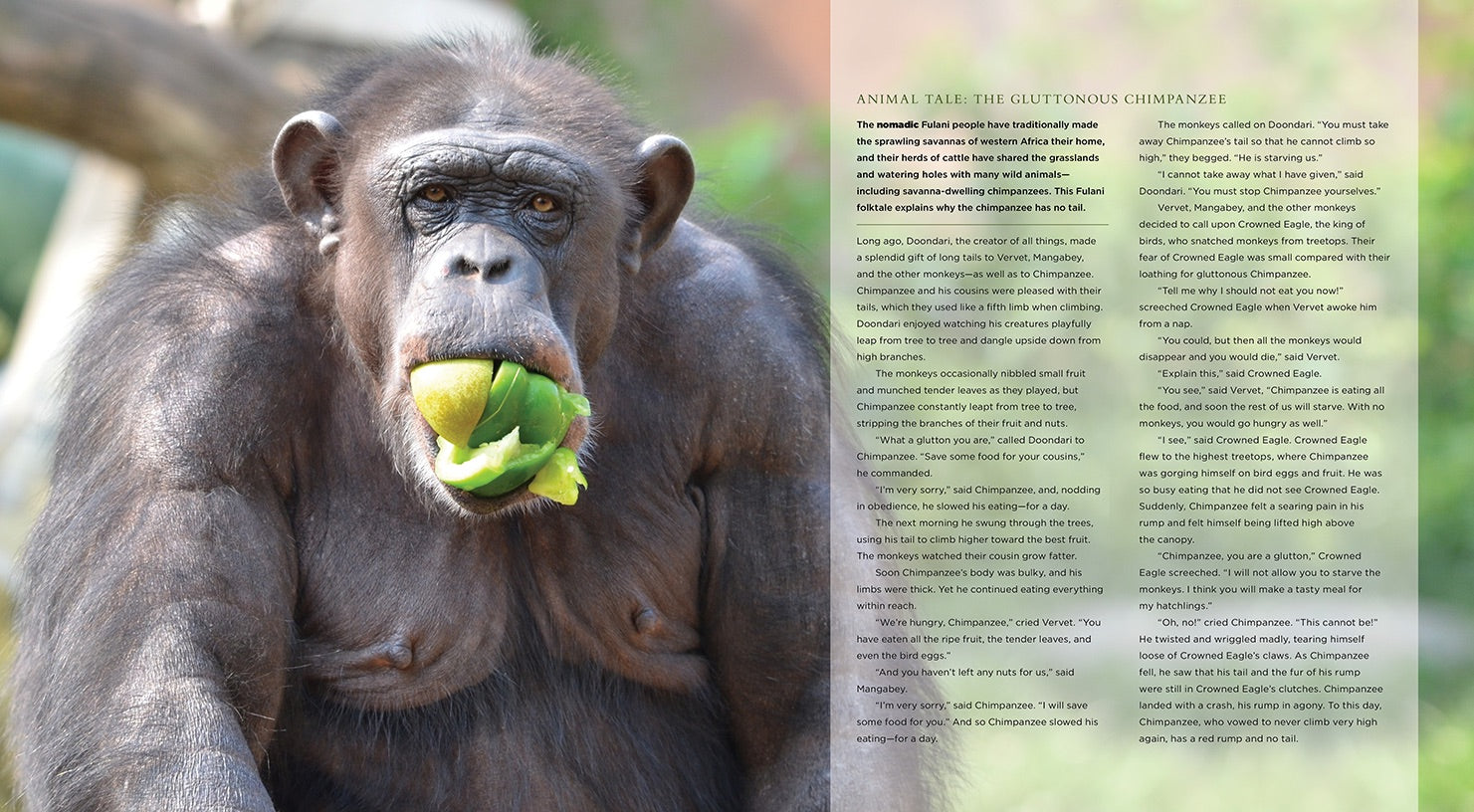 Chimpanzees Book - ISBN 9781608182862 - Perfect for Animal Lovers, Science Enthusiasts & Classroom Learning