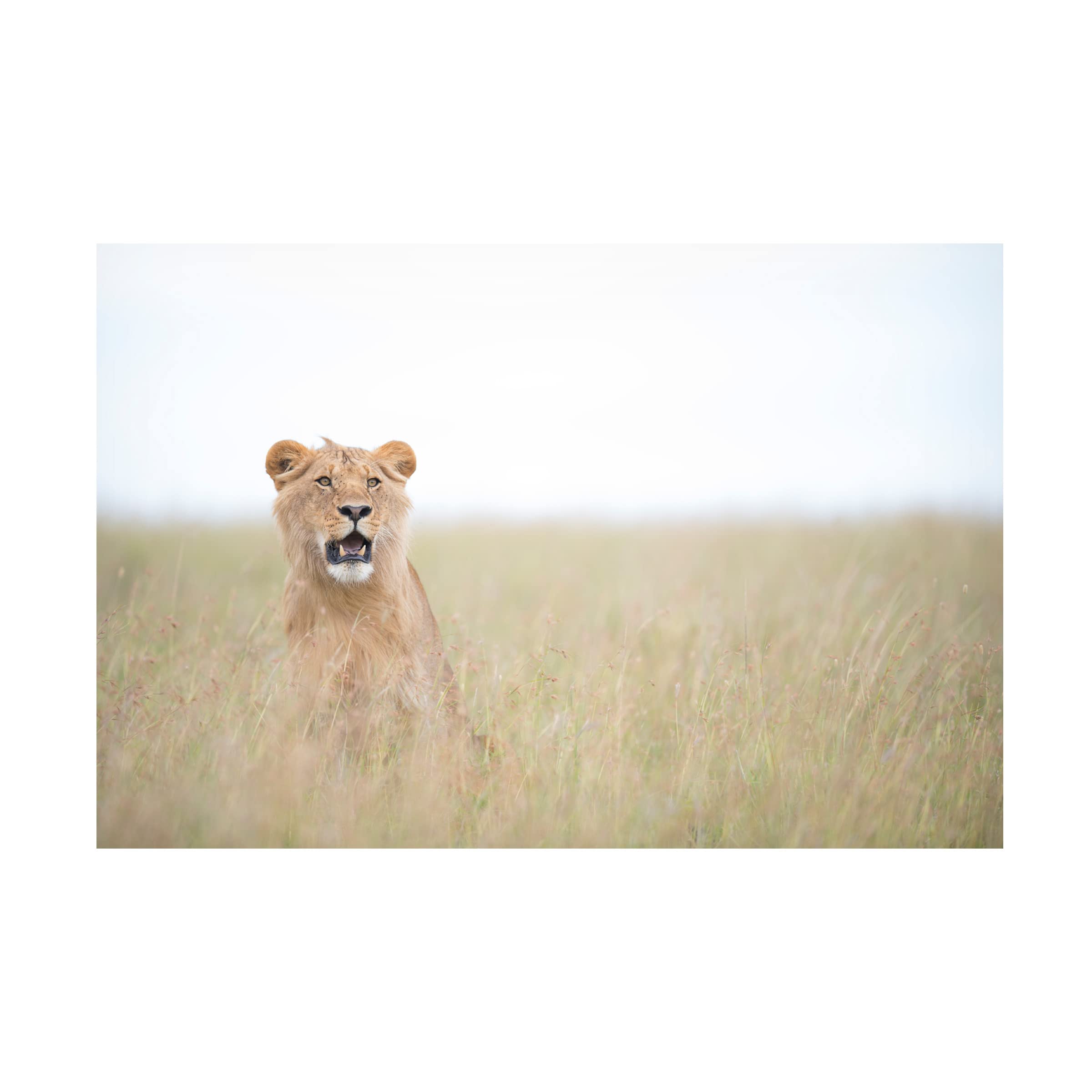 Roberto Marchegiani 'Young Lion' Canvas Art Print - Wildlife Animal Wall Decor for Living Room, Bedroom & Office - Premium Trademark Fine Art Collection