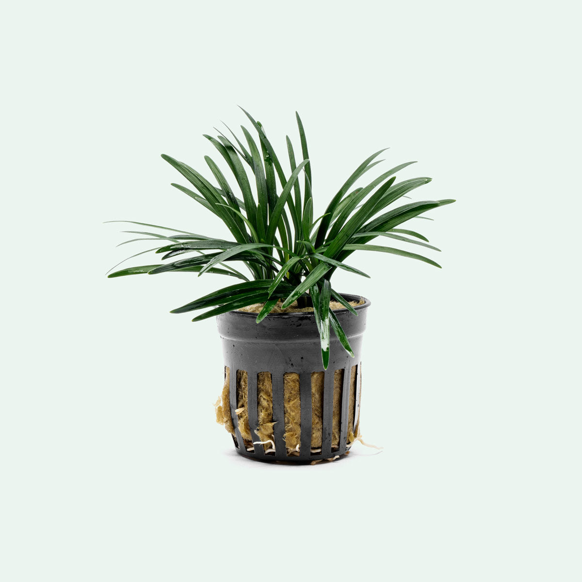 Ophiopogon Pusillus (Dwarf Mondo Grass) - Low Maintenance Ground Cover for Shade Gardens, Borders, and Rock Gardens | Perfect for Landscaping and Container Planting
