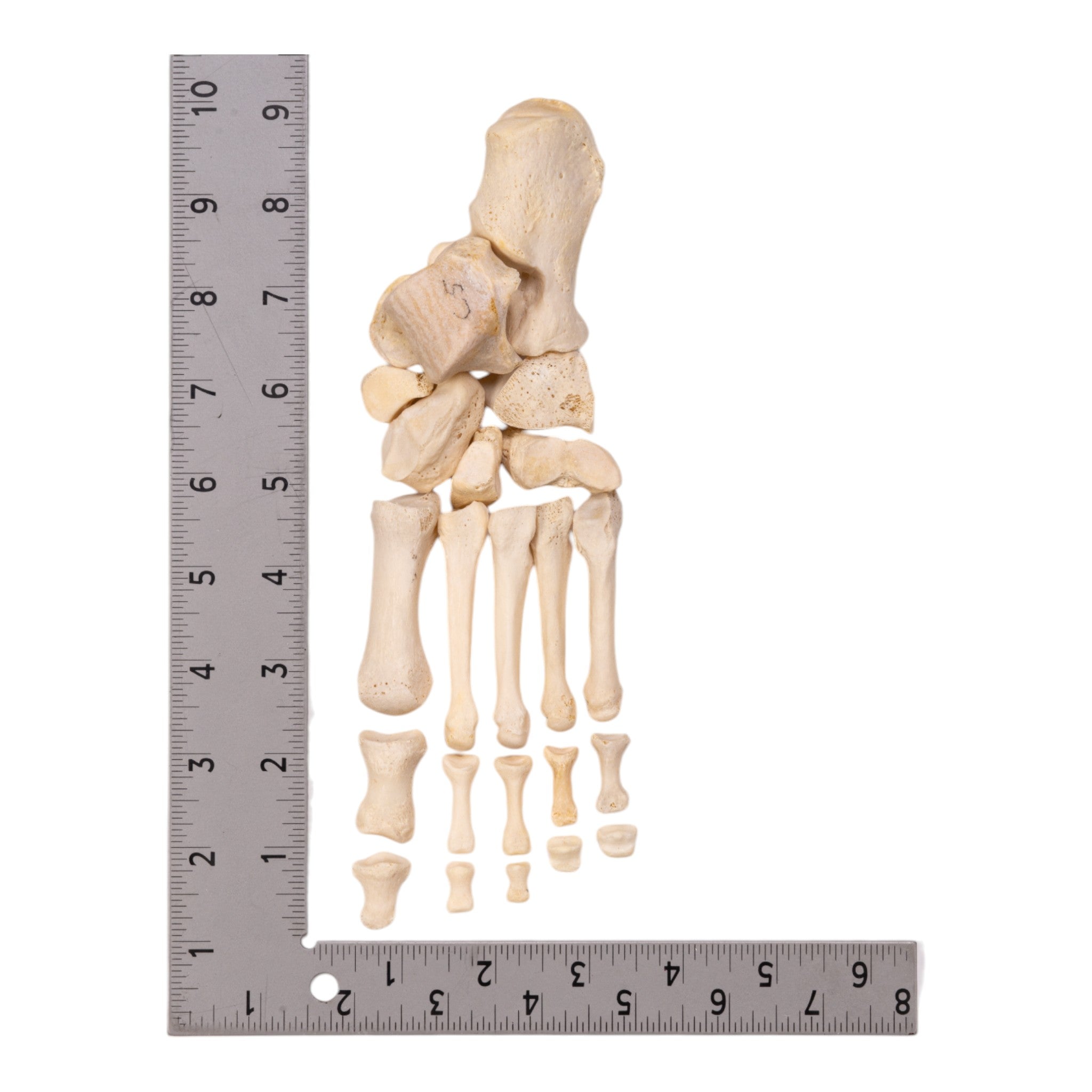 Authentic Real Human Left Foot Partial - Ideal for Medical Training, Anatomy Studies & Halloween Props