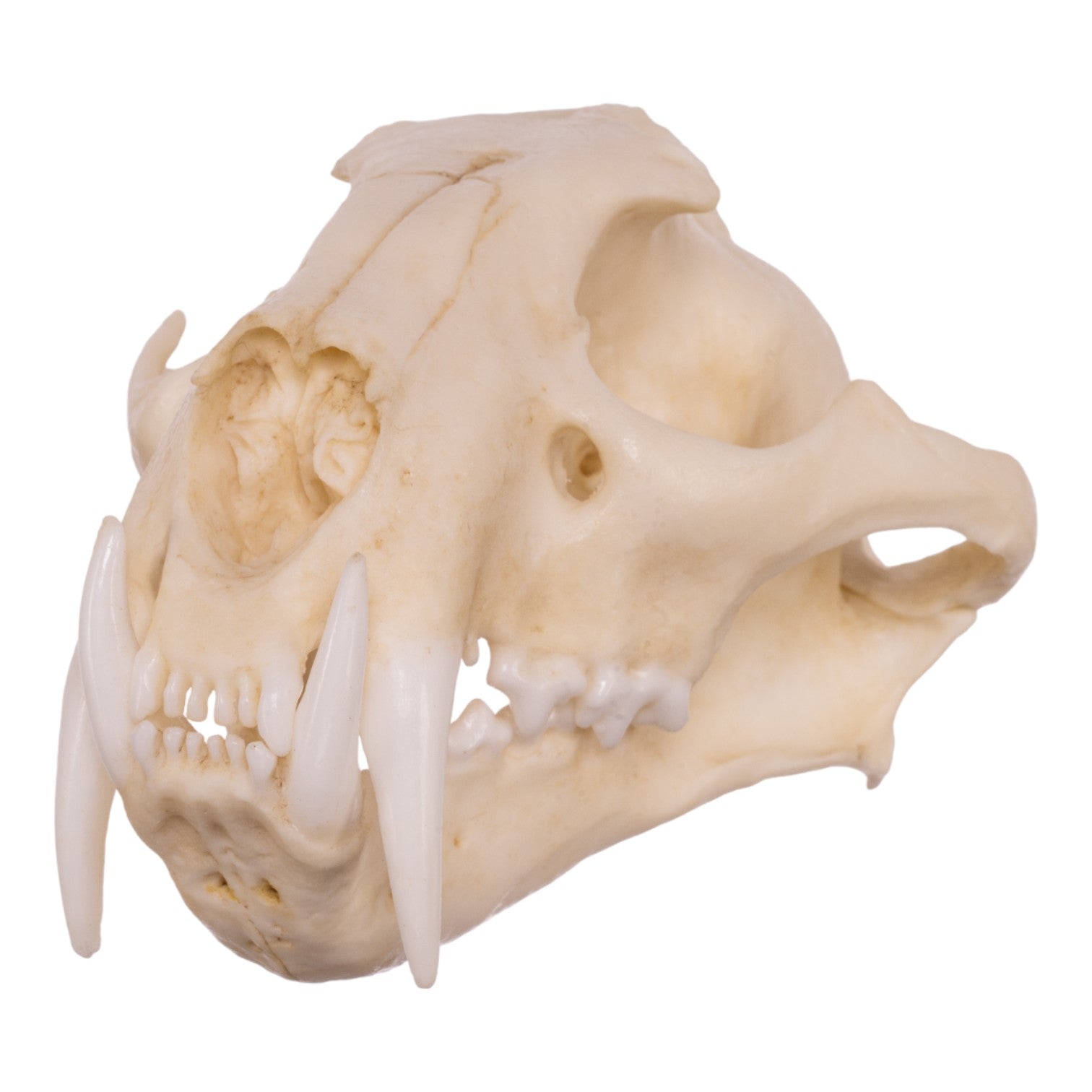 Replica Clouded Leopard Skull - Lifelike Animal Skull Decor for Home, Office & Halloween - Perfect for Gothic Decor, Taxidermy Displays & Horror Props
