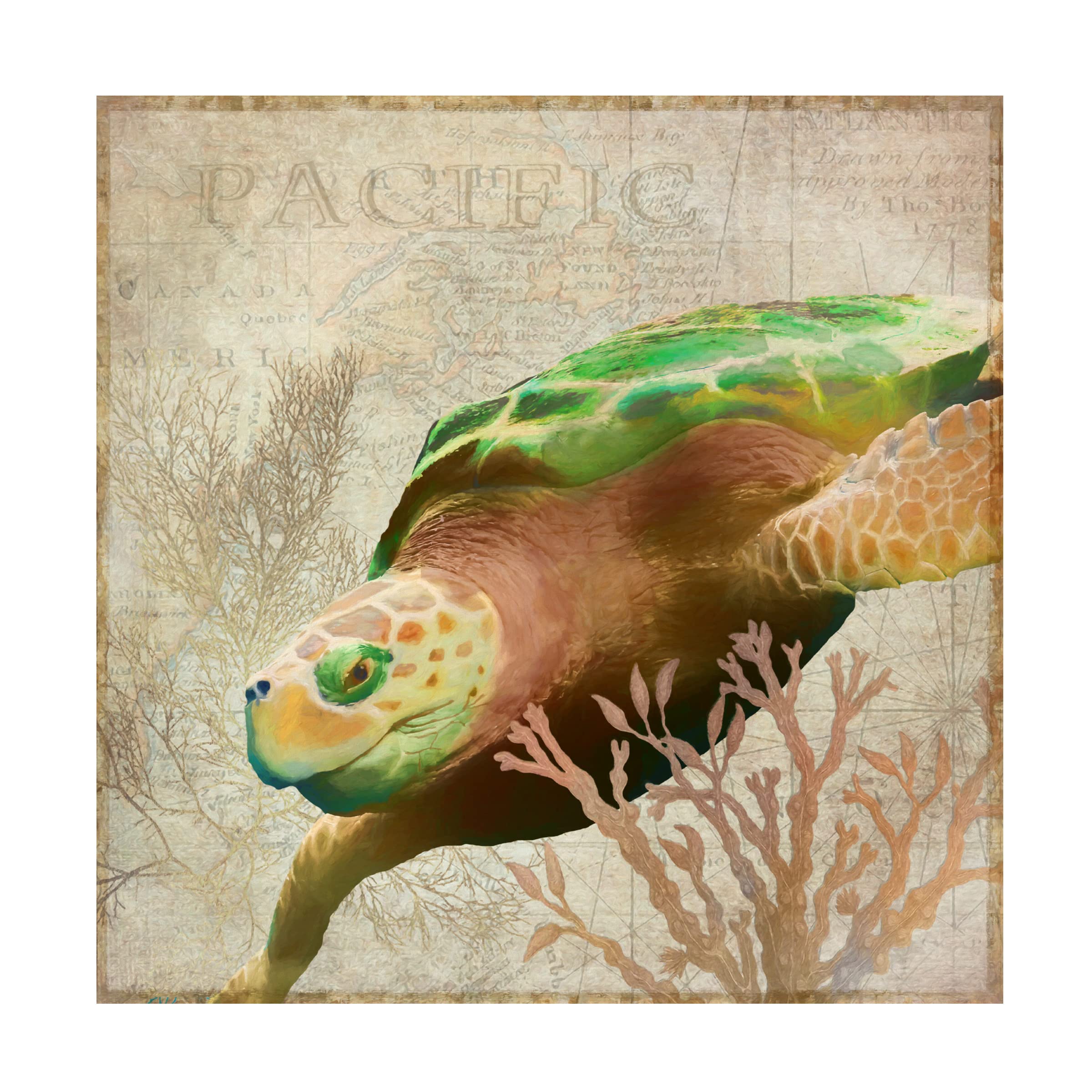 Trademark Fine Art 'Sea Turtle Pacific' Canvas Wall Art Print by Cora Niele - Ocean Themed Home Decor for Living Room, Bedroom & Office