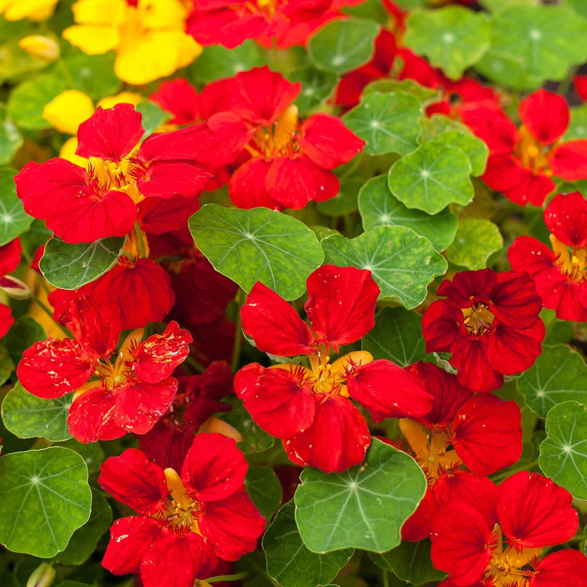Eden Brothers Non-GMO Nasturtium Globe of Fire Flower Seeds for Planting - Low Maintenance Spring Flowering Seeds for Zones 1-10 | Perfect for Garden Borders, Containers & Edible Landscaping