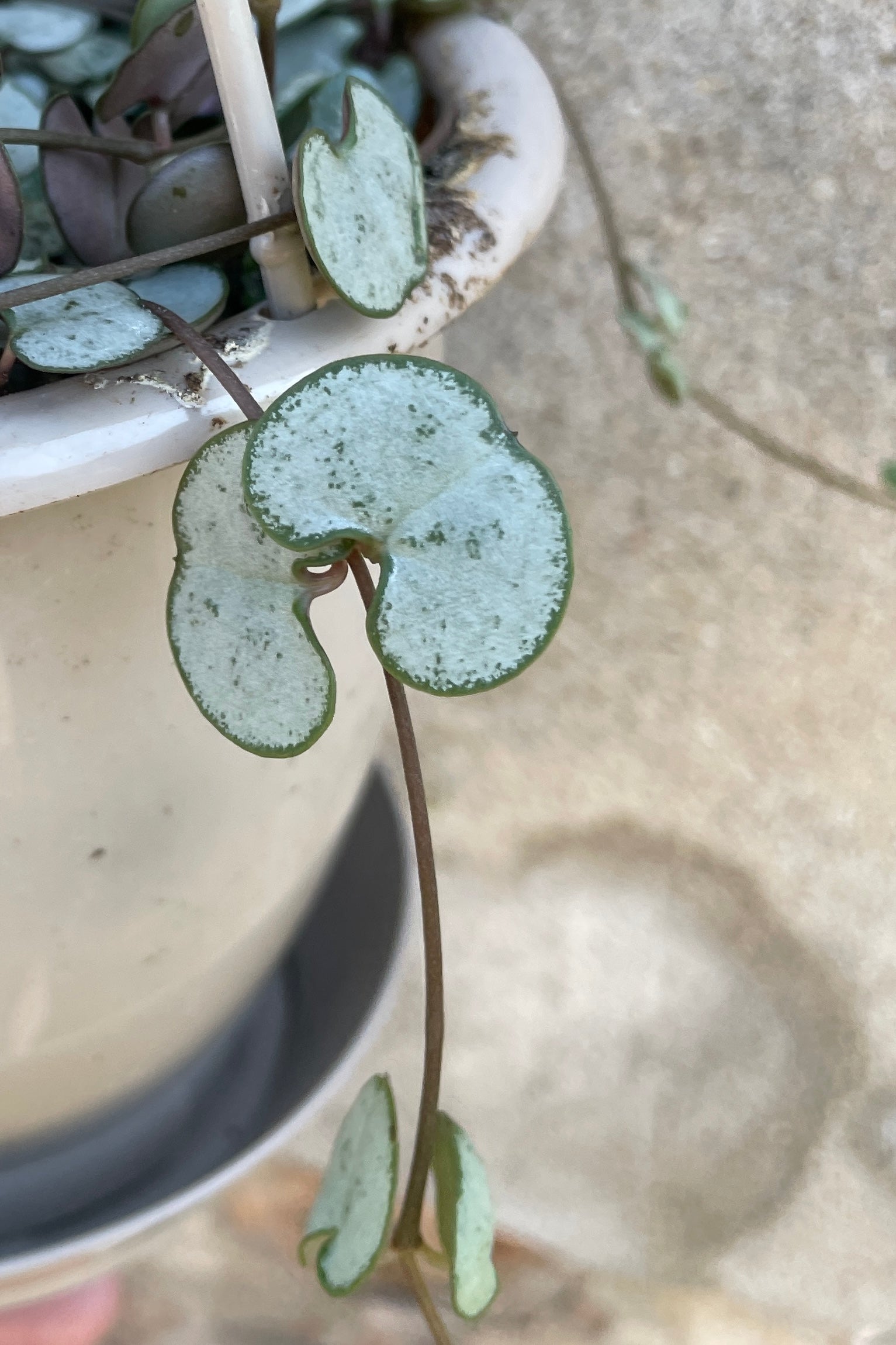 Ceropegia Woodii String of Hearts Live Plant - 4.5 Inch Hanging Basket - Rare Succulent for Home & Office Decor | Perfect for Shelves, Windowsills & Indoor Gardens