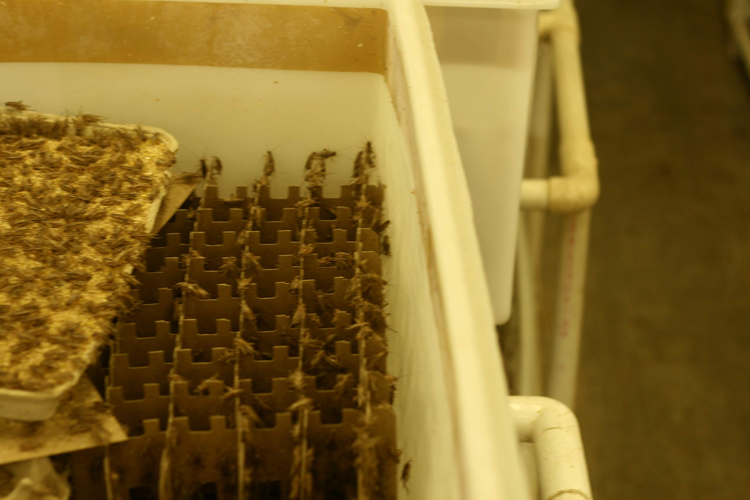 500 Live Crickets - Acheta Domesticus (1