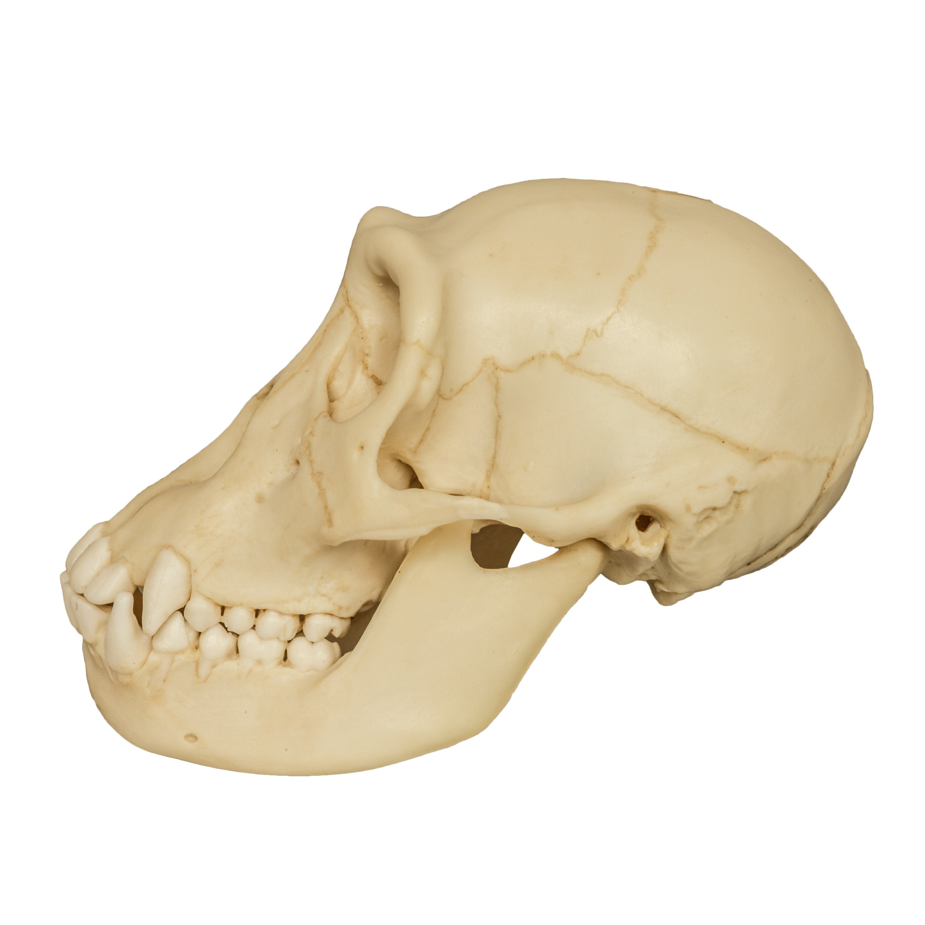 Authentic Replica Chimpanzee Juvenile Skull - High-Quality Primate Anatomy Model for Science Education & Home Decor | Perfect for Biology Classrooms, Museum Displays & Halloween Decor