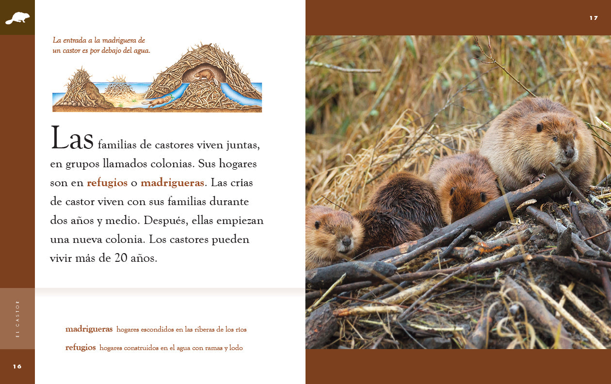 El Castor Book 9781640266674 - Learn About Beavers & Wildlife - Perfect for Nature Lovers & Educational Reading