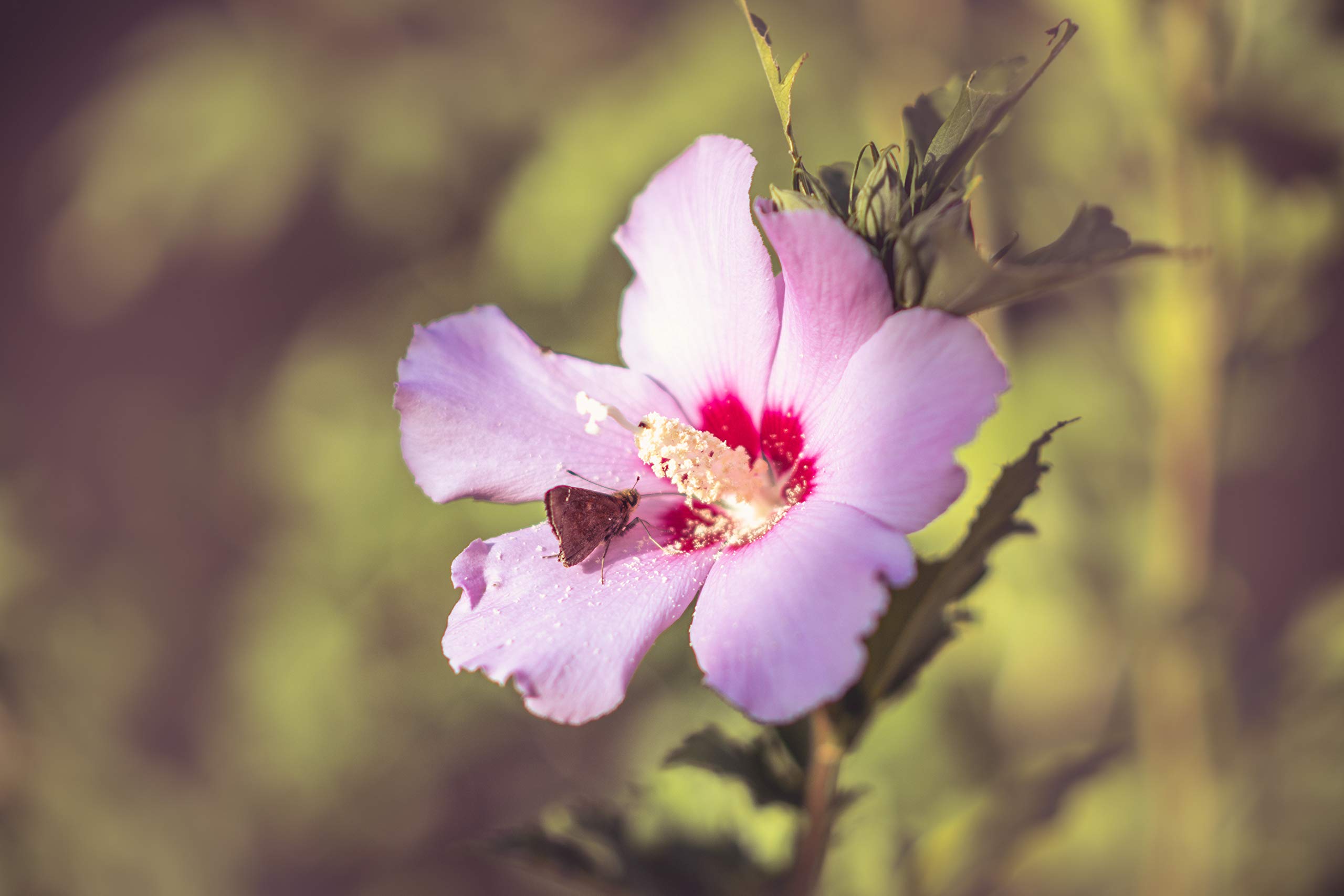 Buy Potted Rose of Sharon Starter Plant (Hibiscus Syriacus) - Fast Growing Flowering Shrub for Gardens, Landscaping & Outdoor Decor