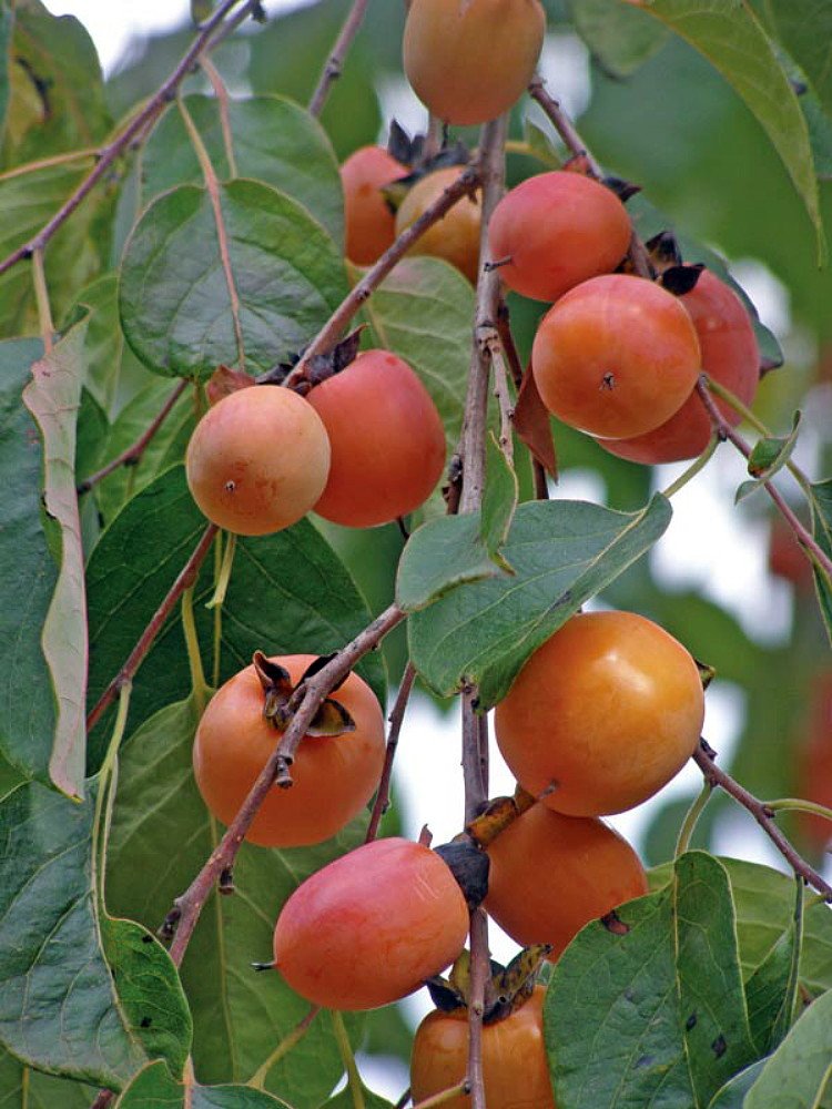 American Persimmon Tree (Diospyros virginiana) - 3.25