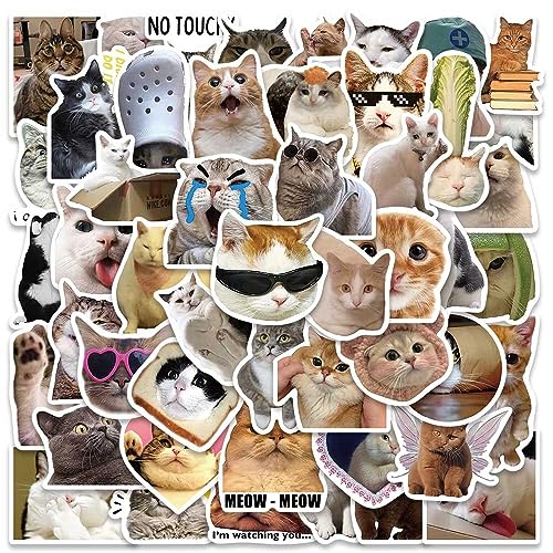 Cat B