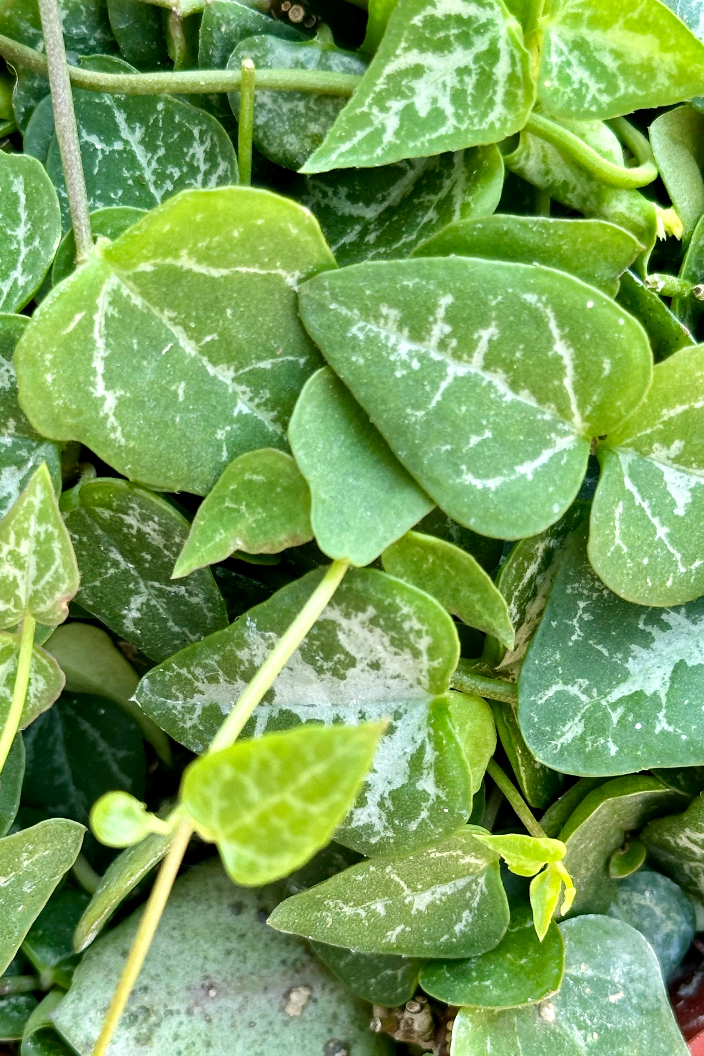 Ceropegia woodii 'Heartless' String of Spades - 4 Inch Hanging Succulent Plant for Home & Office Decor | Perfect for Shelves, Windowsills, and Gift Giving