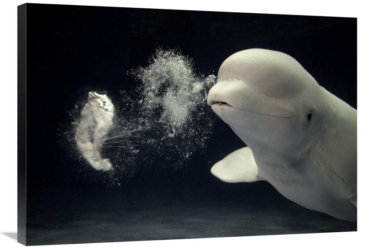 Beluga Whale Blowing Toroidal Bubble Ring Canvas Art Print - 36