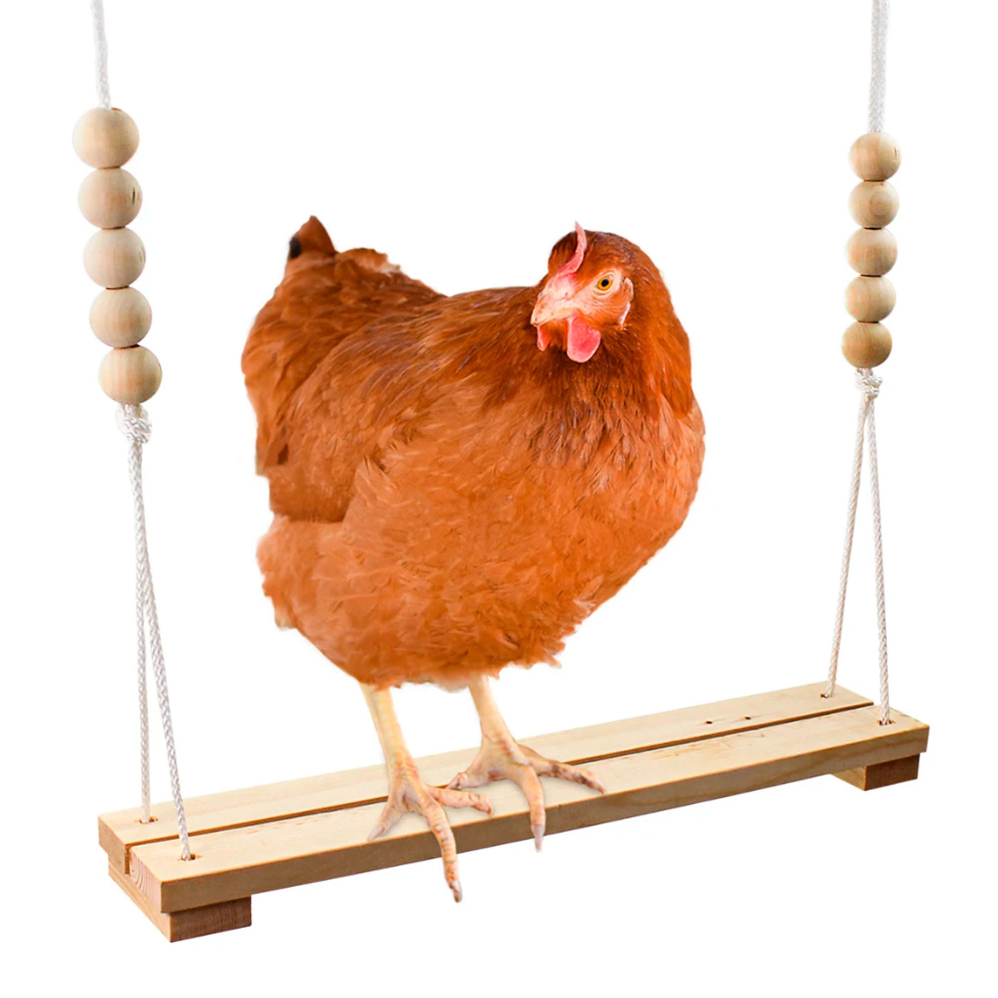 Chicken Swing for Hens - Comfortable & Durable Chicken Perch for Coops - Perfect for Relaxing, Roosting & Egg Laying | Backyard Poultry Accessories