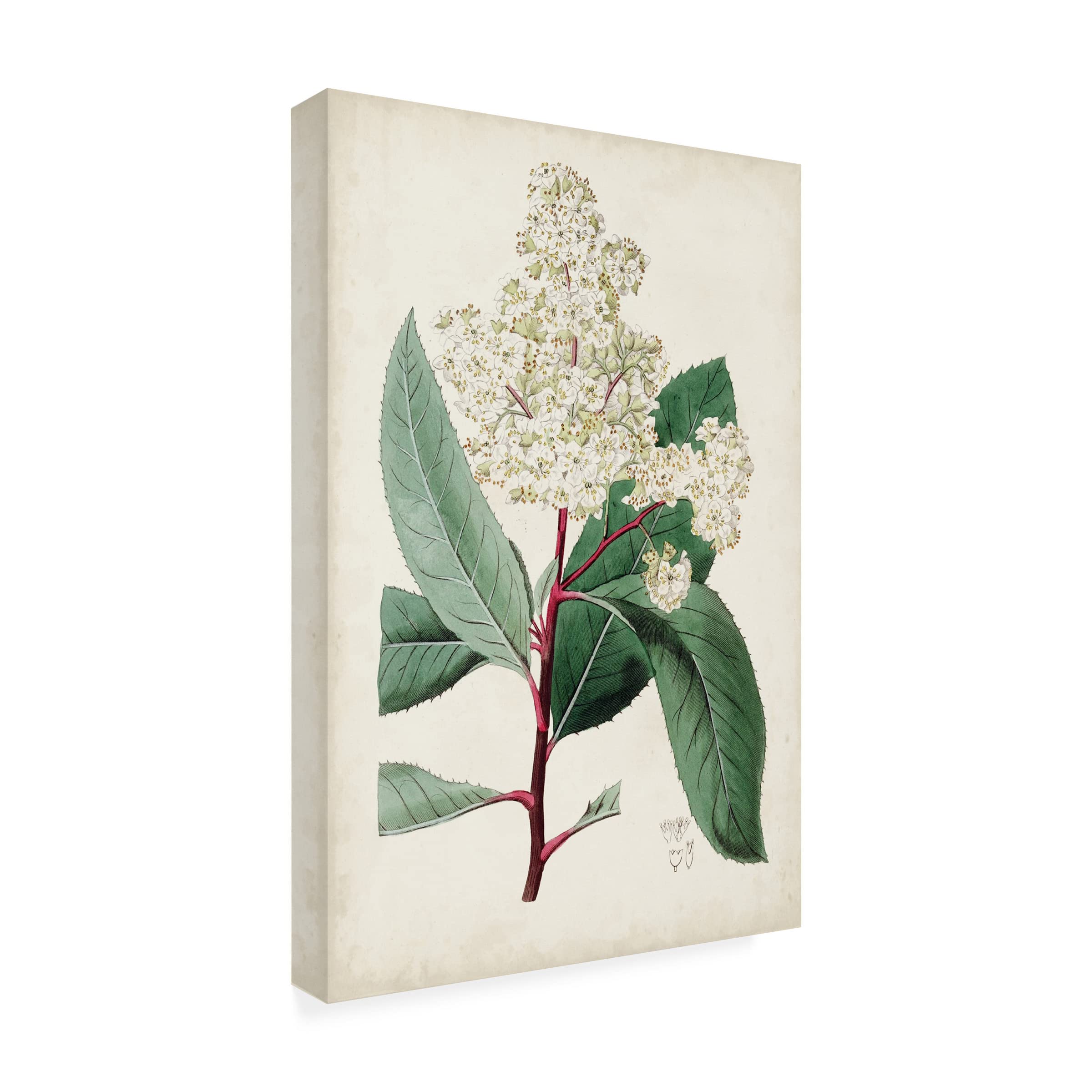 Trademark Fine Art 'Garden Gems X' by Curtis - Premium Canvas Wall Art for Home & Office Decor | Perfect for Living Room, Bedroom & Office Spaces