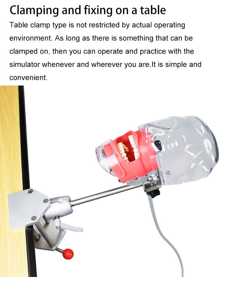 Professional Dental Simulator Head Model with Removable Teeth - Dental Training Manikin for Students & Dentists - Perfect for Dental Schools, Clinics & Home Practice (Desk-Mounted Design)