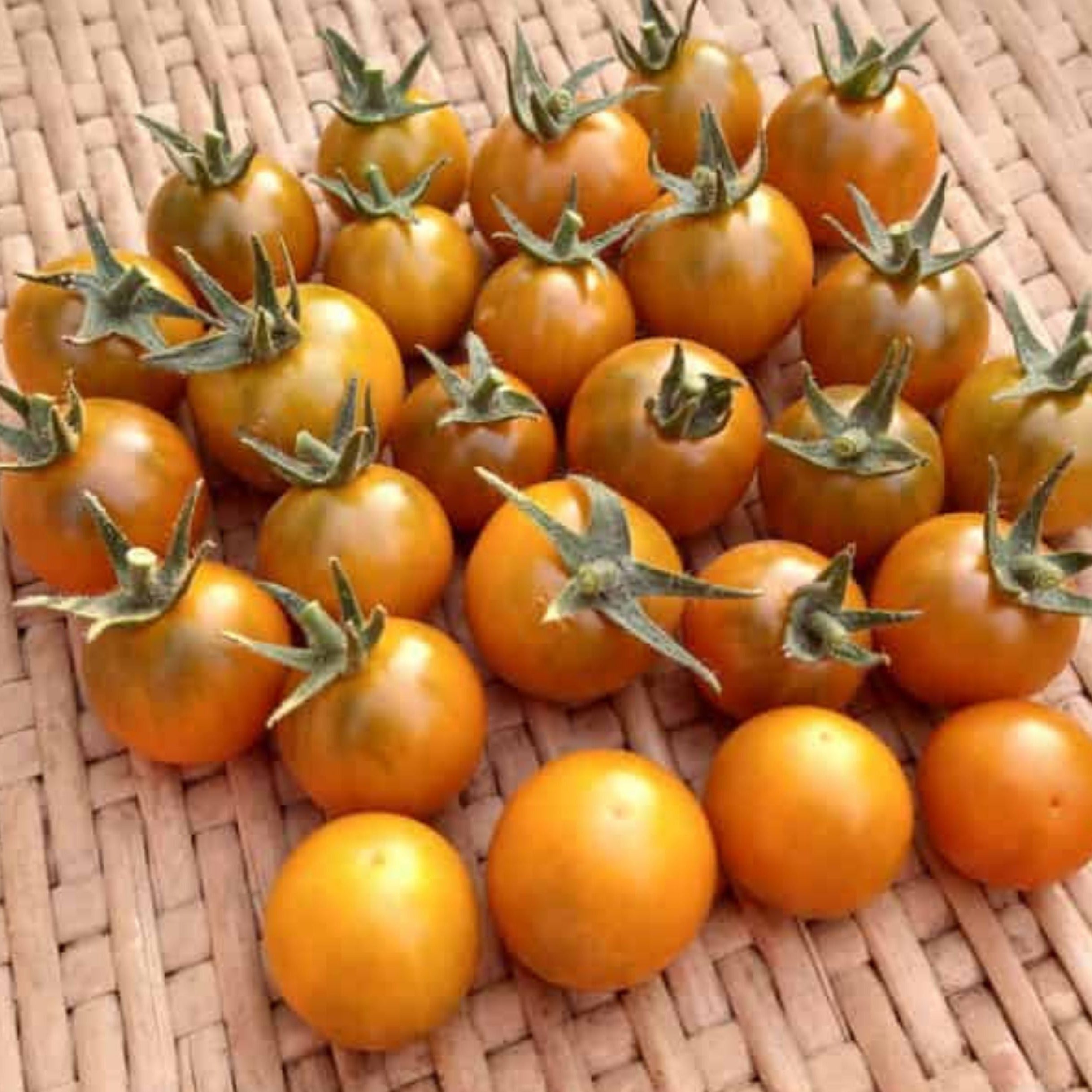 Organic Dark Orange Muscat Tomato Seeds - Sweet Heirloom Variety for Home Garden & Fresh Salads | Perfect for Canning, Sauces & Healthy Eating