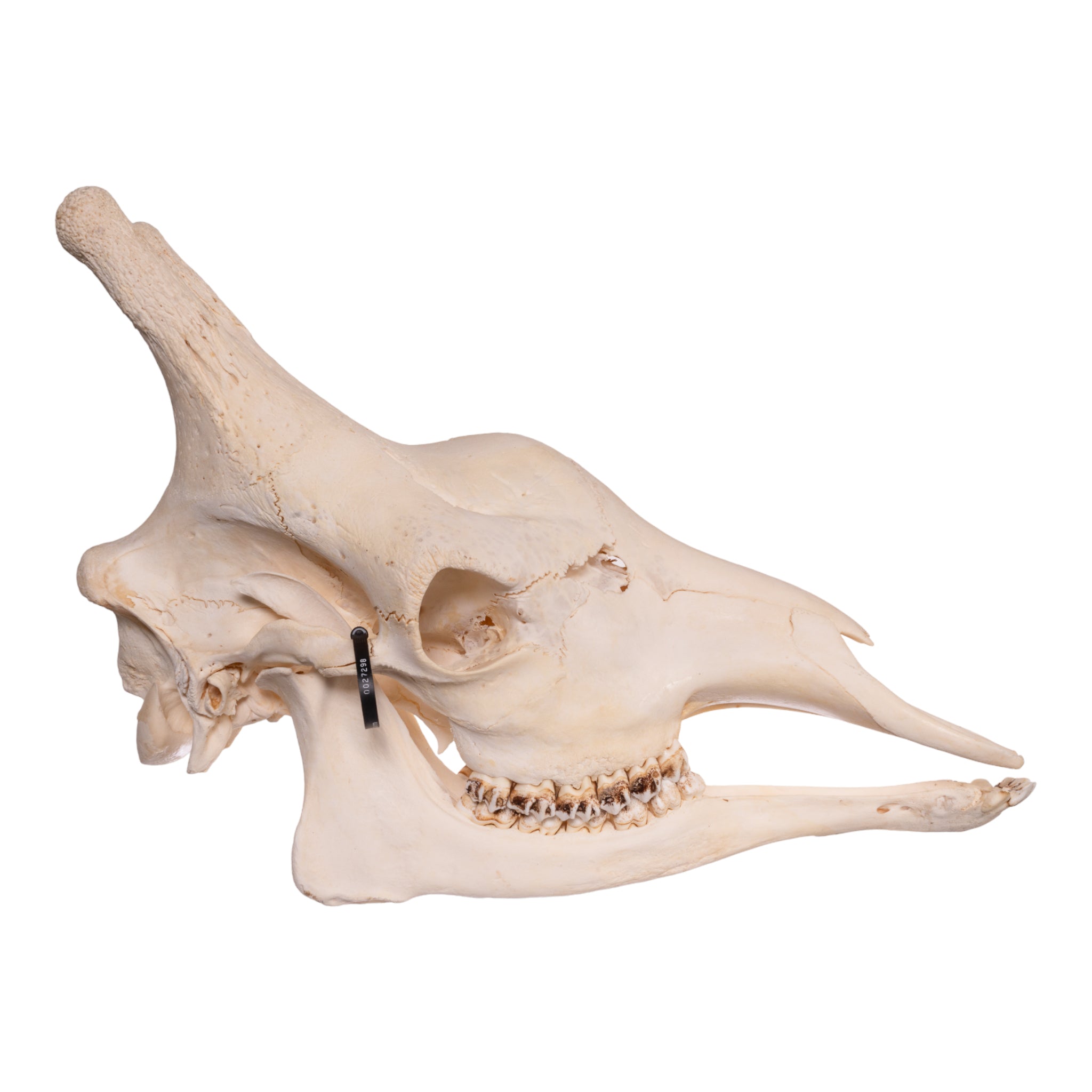 Authentic Southern Giraffe Skull - Rare Taxidermy Specimen for Home Decor, Educational Display & Unique Gift for Wildlife Enthusiasts