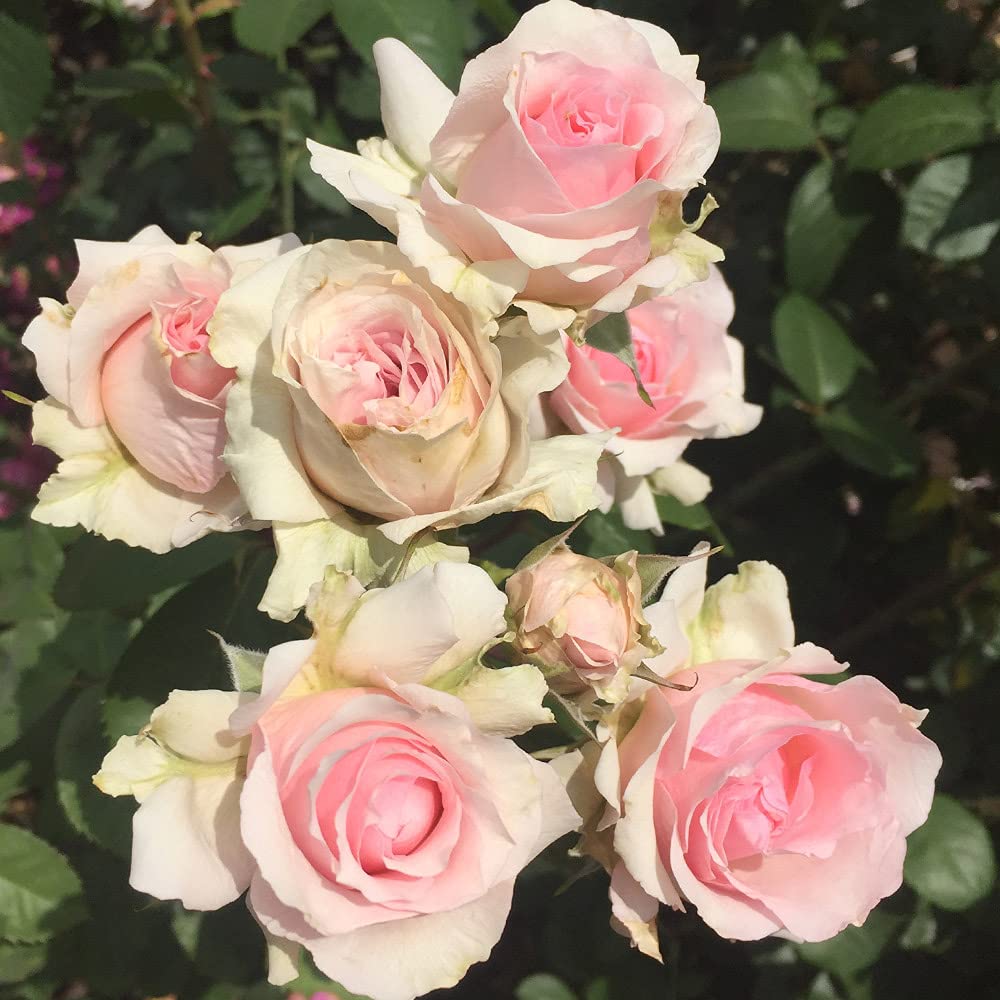 Heirloom Roses Pink Hawkeye Belle Rose Bush - Hardy Live Outdoor Plant for Garden, Landscaping & Home Decor | Perfect for Planting in Flower Beds, Borders & Containers
