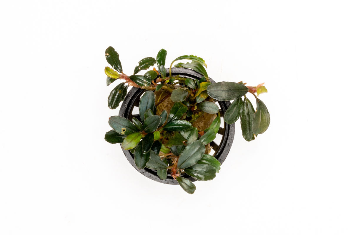 Bucephalandra Arrogant Blue Aquatic Plant - Rare Freshwater Aquarium Plant for Fish Tanks, Aquascaping & Aquatic Gardens | Perfect for Low-Tech Planted Tanks & Shrimp Habitats