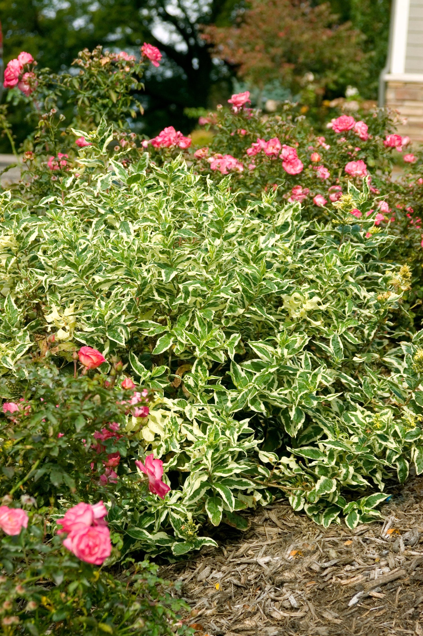 Diervilla sessilifolia 'Cool Splash' - Hardy Shrub with Variegated Foliage for Landscaping, Gardens & Borders | Drought-Tolerant Plant for Sunny Areas