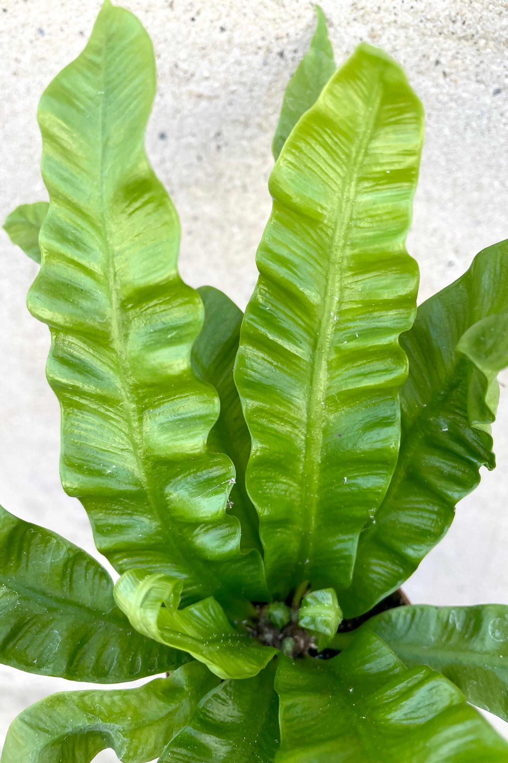 Asplenium Nidus 'Crispy Wave' Fern - 2.5 Inch Live Indoor Air Purifying Plant for Home Office Decor, Perfect for Terrariums and Low Light Spaces