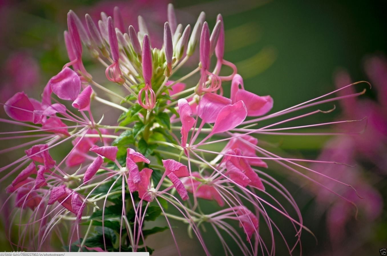 Cleome Rose Queen Seeds - 50 Count (Hassleriana) | Spider Flower or Grandfather's Whiskers | Perfect for Cottage Gardens & Butterfly Attraction