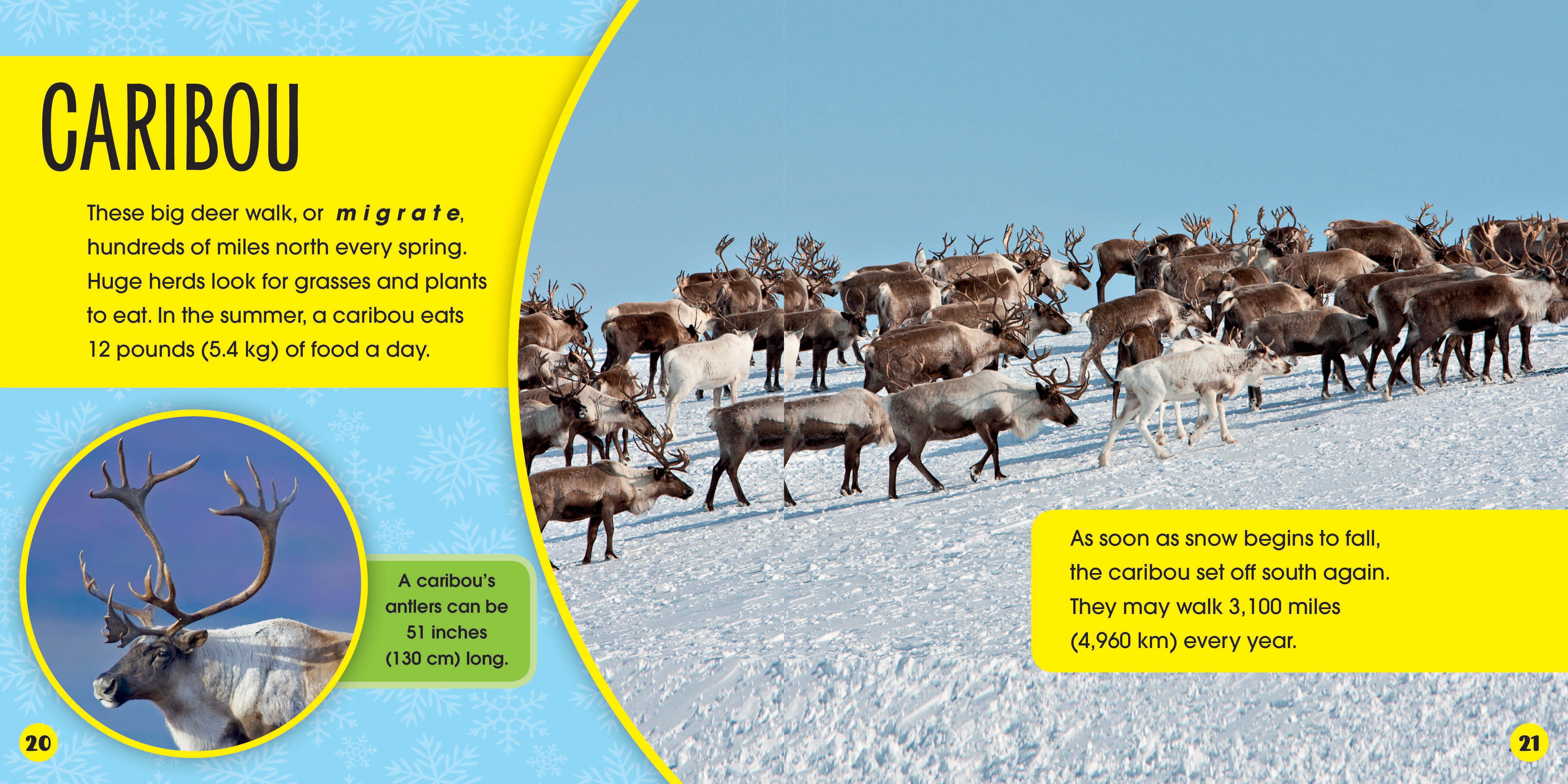 Frozen Lands: Who Lives Here? - Explore Arctic Wildlife & Animal Habitats for Kids & Adults - Perfect for Classroom Learning & Home Education