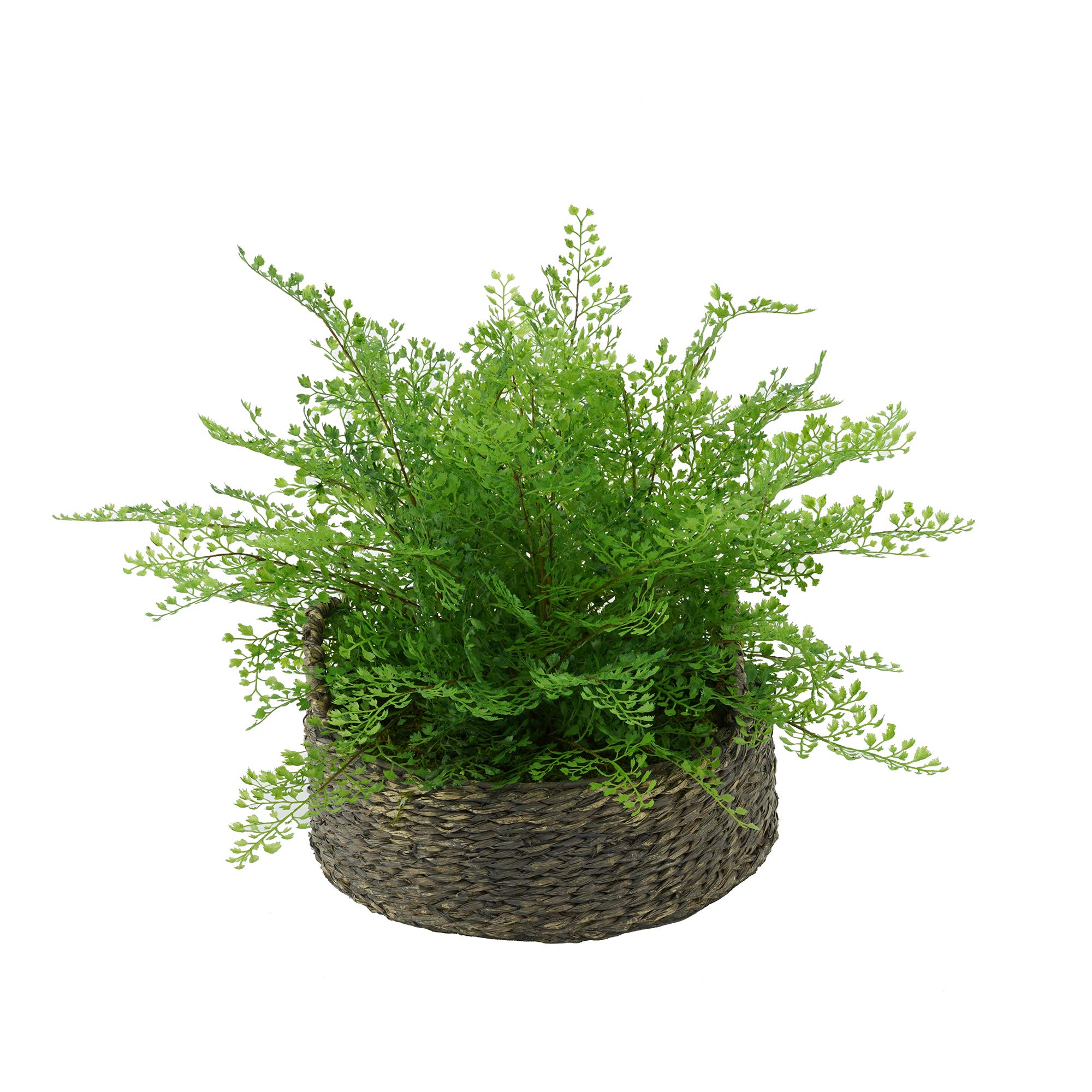 Artificial Maidenhair Fern in Seagrass Tray Basket - Grey-Washed Faux Plant for Home & Office Decor - Perfect for Shelves, Tables, and Mantel Displays