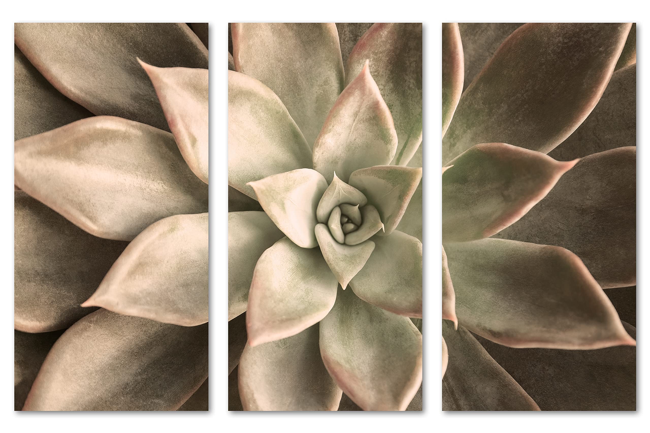 24x16 Inch Echeveria Succulent Canvas Print - 3 Panel Split Botanical Wall Art in Beige | Perfect for Living Room, Bedroom & Office Decor