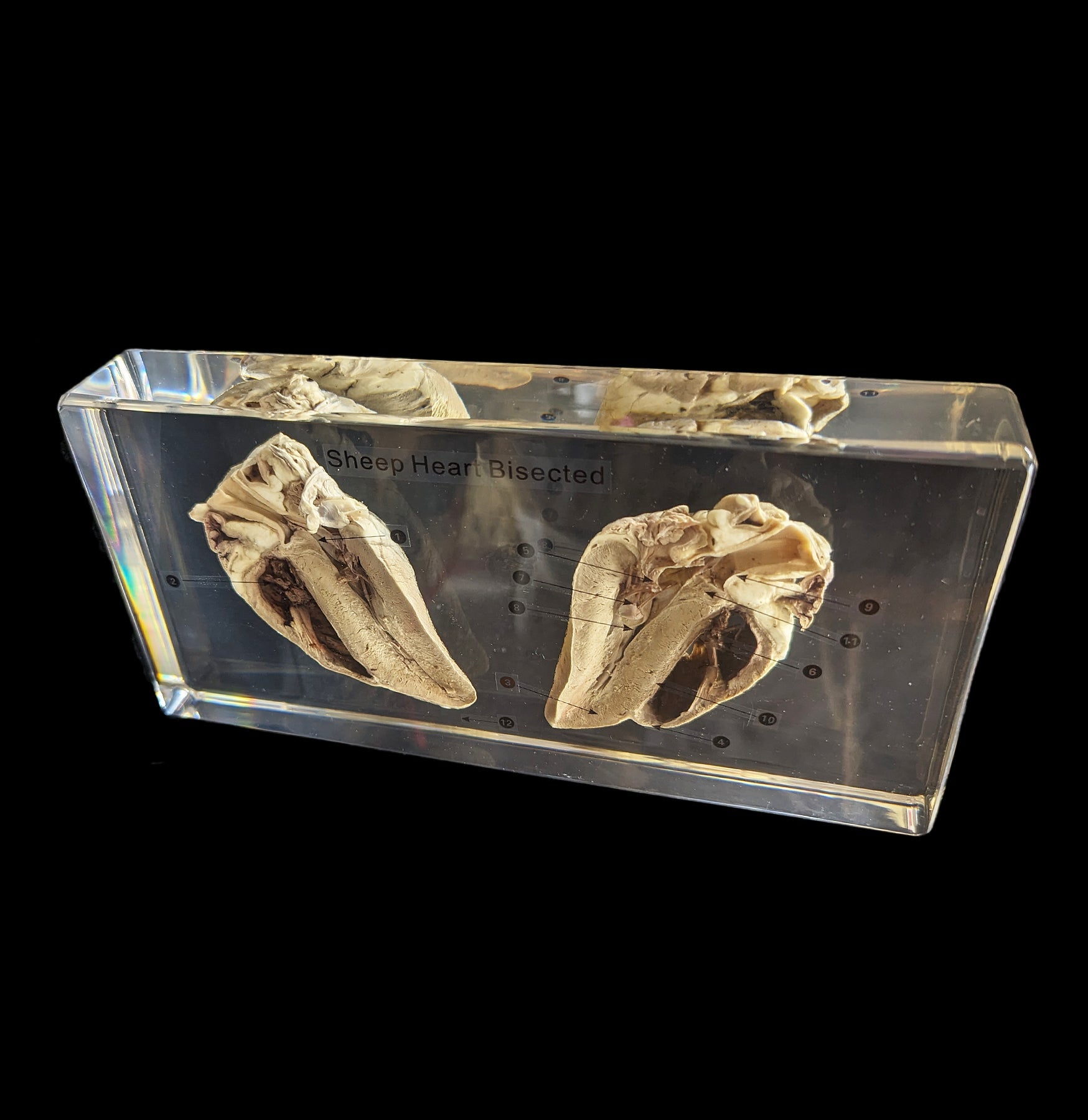 Sheep Heart Cross-Section Acrylic Block - Anatomical Specimen for Biology Education & Medical Study - Perfect for Classroom, Lab & Science Enthusiasts