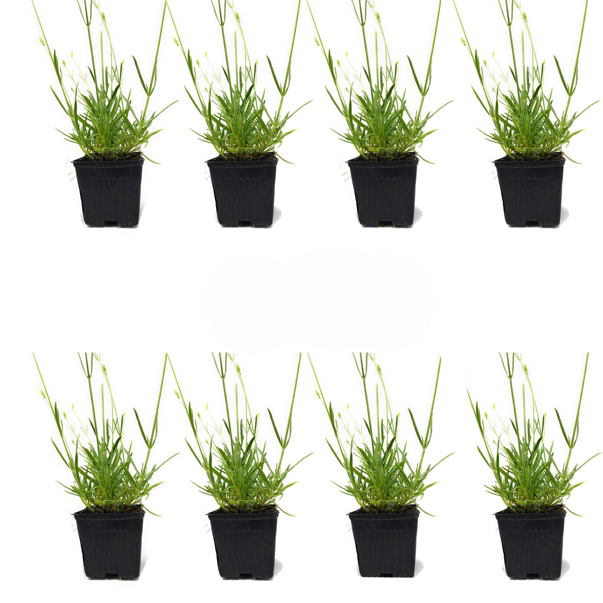 Lavender x Intermedia Phenomenal Plants - 4