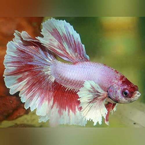 Male Dumbo Ears Halfmoon Betta Fish - Assorted Vibrant Colors - Live Tropical Aquarium Fish for Home & Office Decor