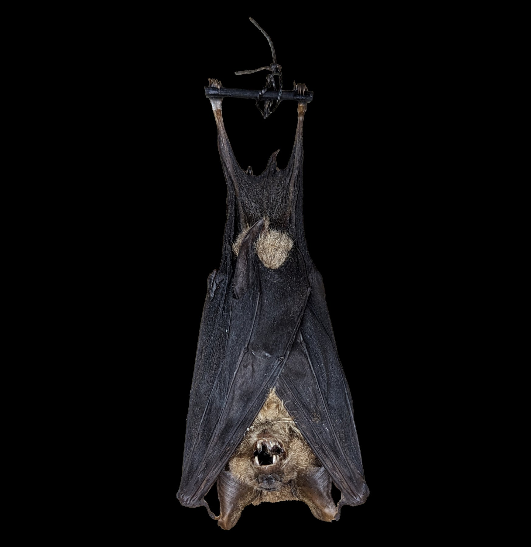 Authentic Javanese Rabbit-Eared Bat Taxidermy - Hanging Nycteris Javanica Specimen - Perfect for Gothic Decor, Halloween Props & Natural History Collections