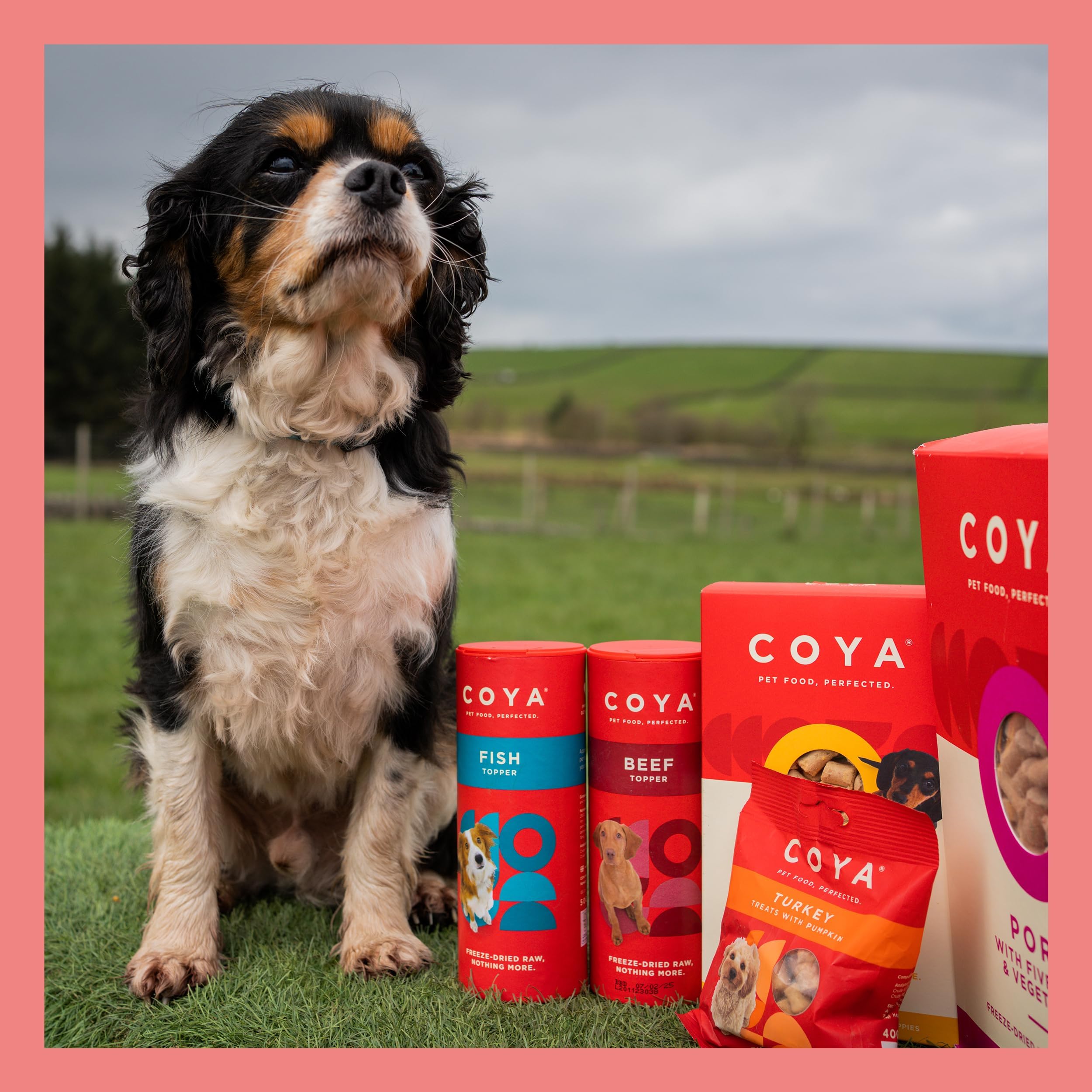 COYA Freeze-Dried Raw Dog Food Topper - Hypoallergenic Grain-Free Fish Recipe (50g) | 97.5% Fish with Added Vitamins & Minerals | Easy Raw Nutrition for Dogs | Perfect for Picky Eaters & Sensitive Stomachs | Great for Topping Kibble or Mixing with Wet Food