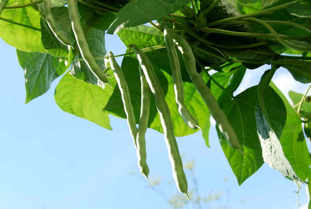 Kentucky Wonder Pole Bean Seeds for Planting - 25+ Heirloom, Non-GMO Brown Beans (Phaseolus vulgaris) by Isla's Garden Seeds | Perfect for Home Gardening, Vertical Trellis & Organic Vegetable Gardens