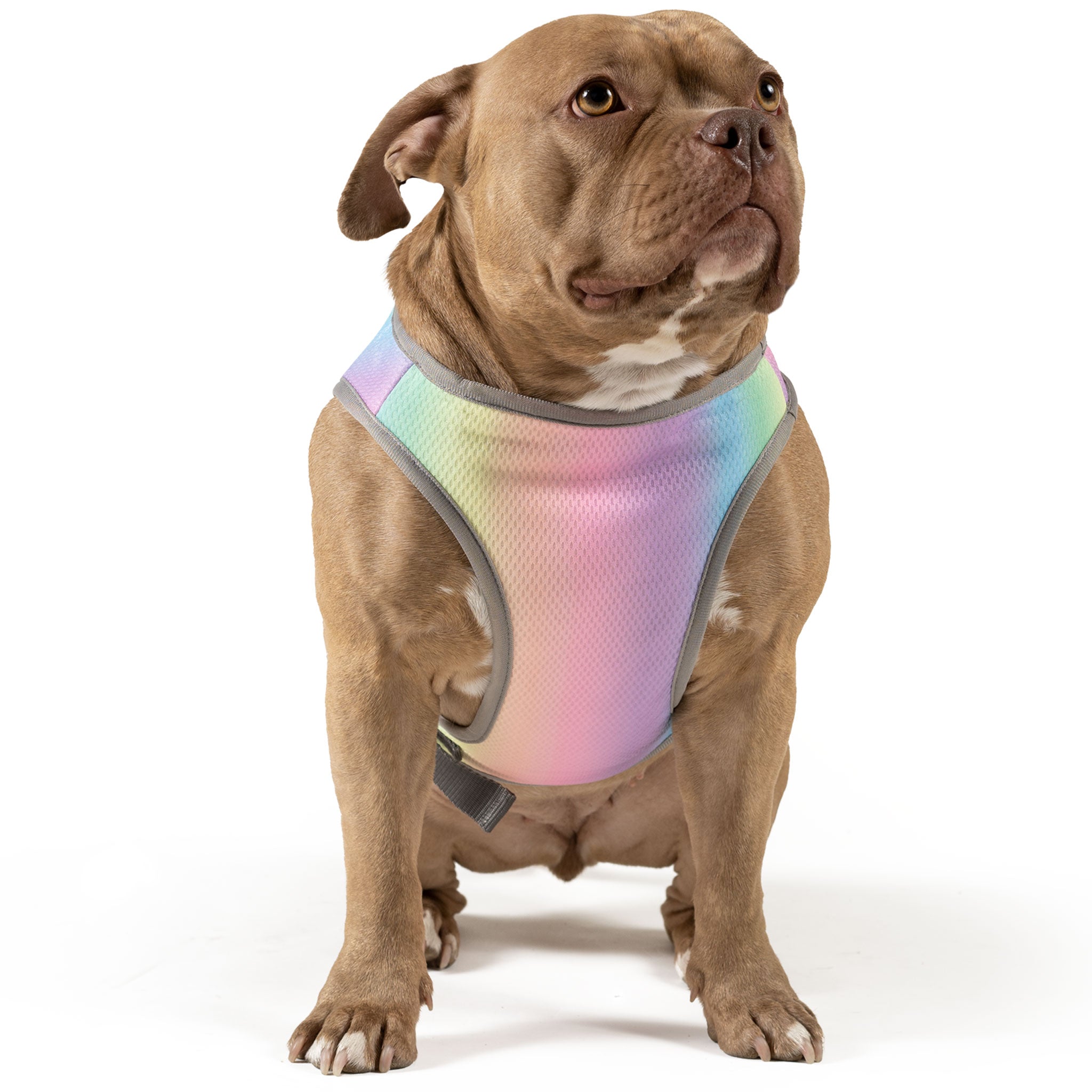 Canada Pooch Chill Seeker Rainbow Cooling Dog Vest - Breathable UV Protection for Summer Outdoor Activities, Hiking & Beach Trips