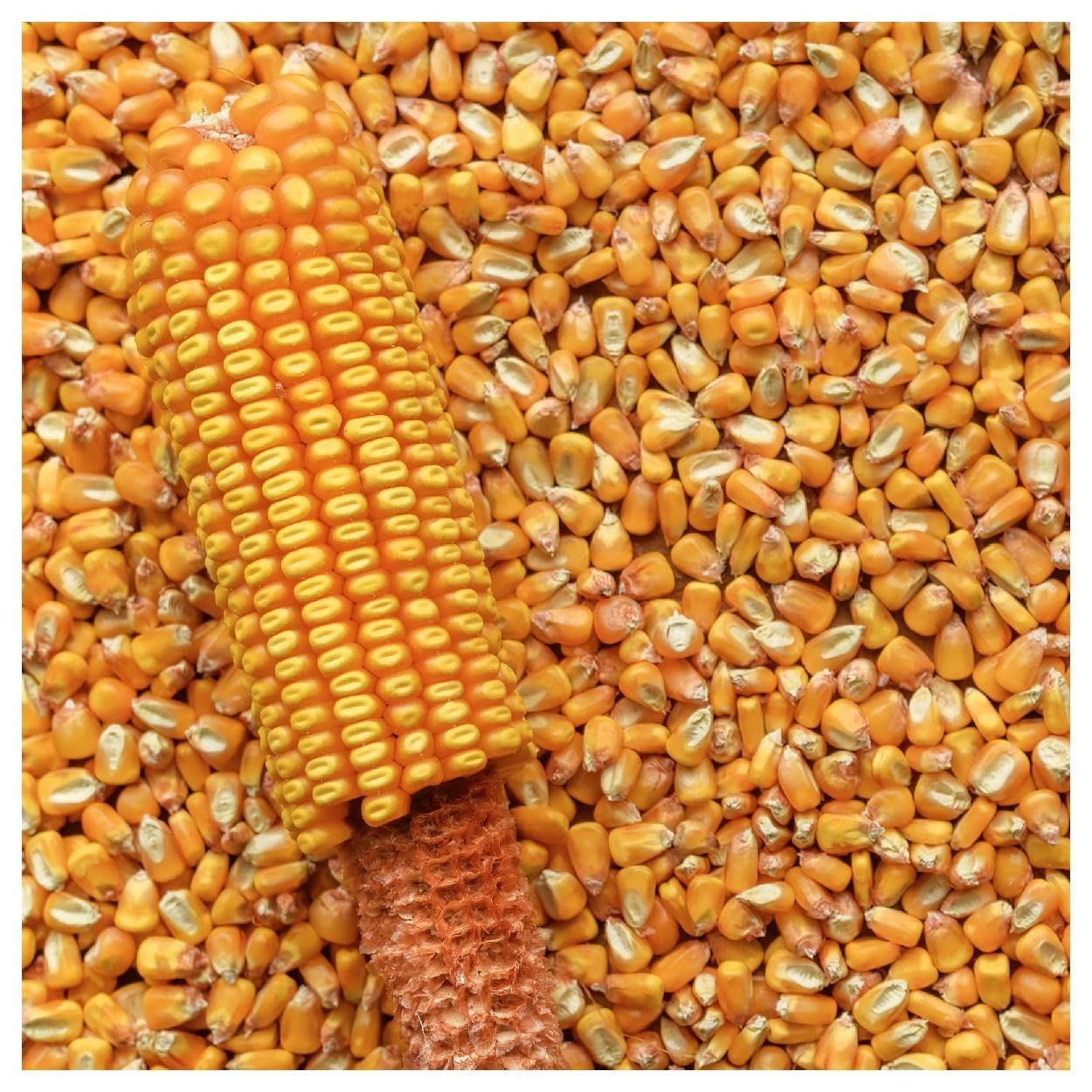 Everwilde Farms - 1 Pound Reid's Yellow Dent Open Pollinated Corn Seeds - Non-GMO, Heirloom, High Yield - Perfect for Home Gardening, Farming & Sustainable Agriculture