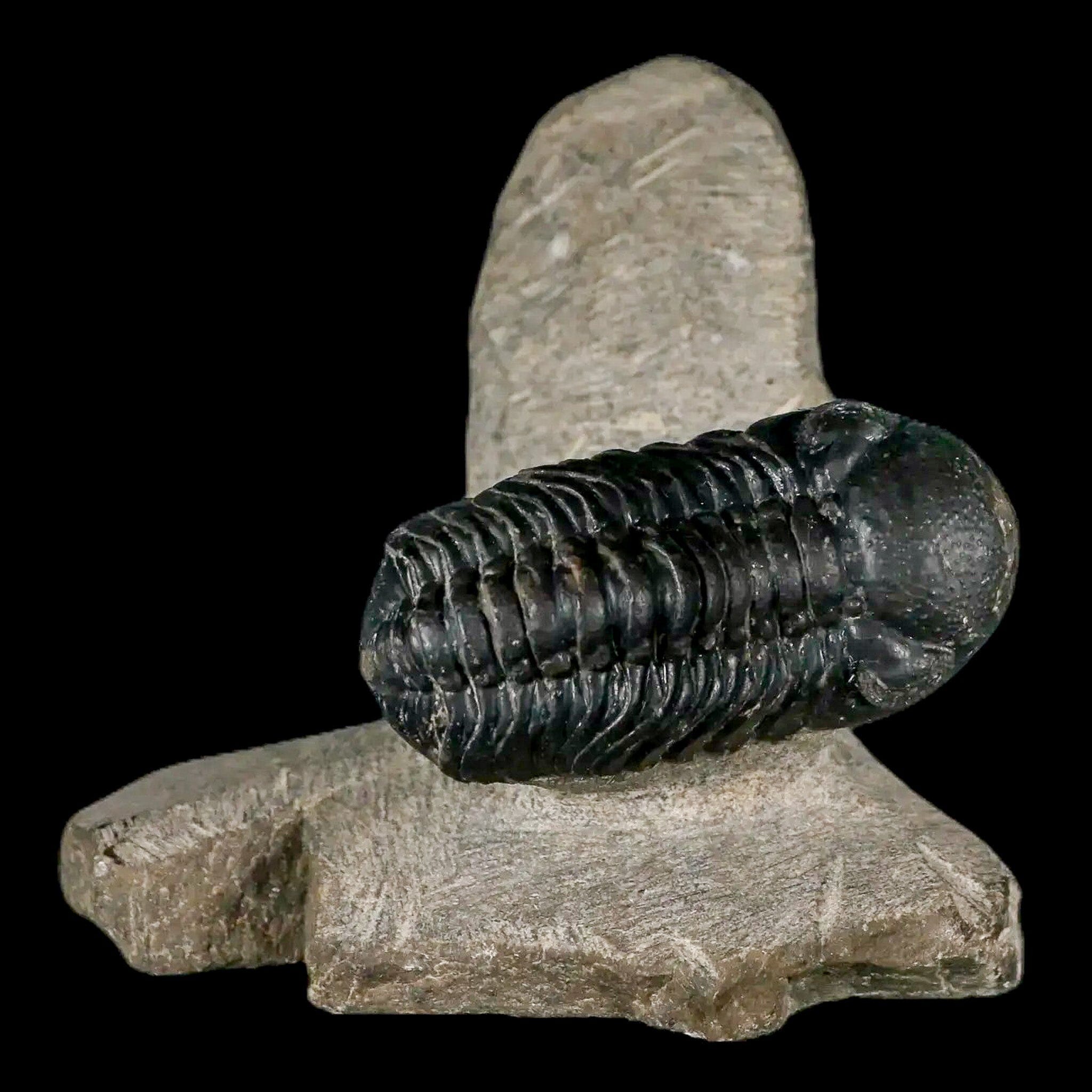 Authentic Metacanthina Issoumourensis & Moroccops Trilobite Fossils - Devonian Era Collection with COA | Perfect for Paleontology Enthusiasts, Fossil Collectors & Educational Displays