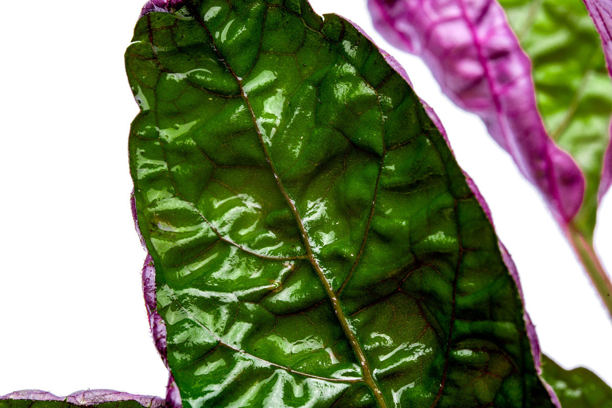 Exotic Purple Waffle Plant (Hemigraphis Exotica) - Live Houseplant for Home & Office Decor, Terrariums, and Indoor Gardens