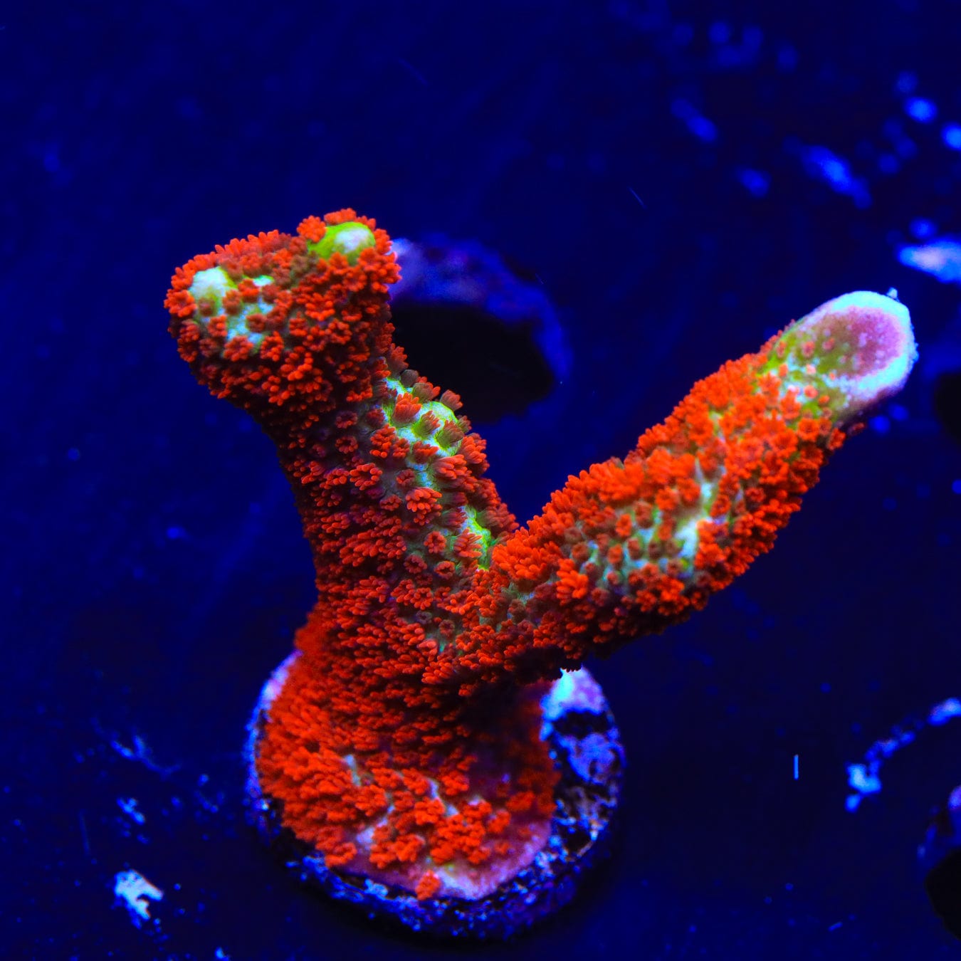 Premium Forest Fire Digitata Montipora Coral for Saltwater Aquariums - Vibrant Red & Orange SPS Coral for Reef Tanks, Nano Tanks & Coral Frag Racks