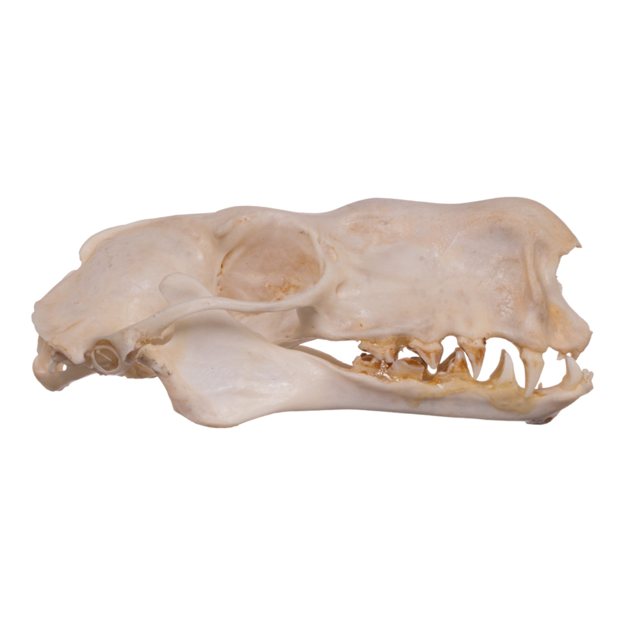 Authentic Hammerhead Fruit Bat Skull - Male Specimen | Collectible Oddity, Gothic Decor, Taxidermy Display for Halloween & Dark Academia Aesthetics
