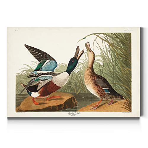 Audubon - Shoveller Duck