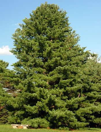 Premium Korean Pine Tree (Pinus koraiensis) - 2 Year Old Live Plant for Pine Nut Production | Perfect for Home Gardens, Landscaping & Sustainable Farming