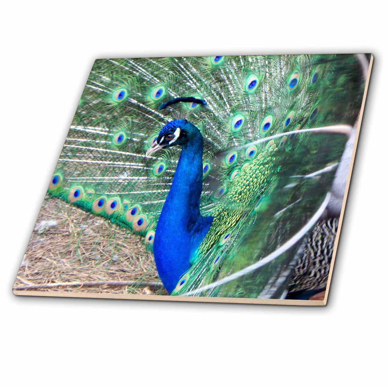 3dRose Peacock in Heat Strutting its Stuff Ceramic Tile - 6-Inch Decorative Tile for Kitchen Backsplash, Bathroom Wall, or Home Decor