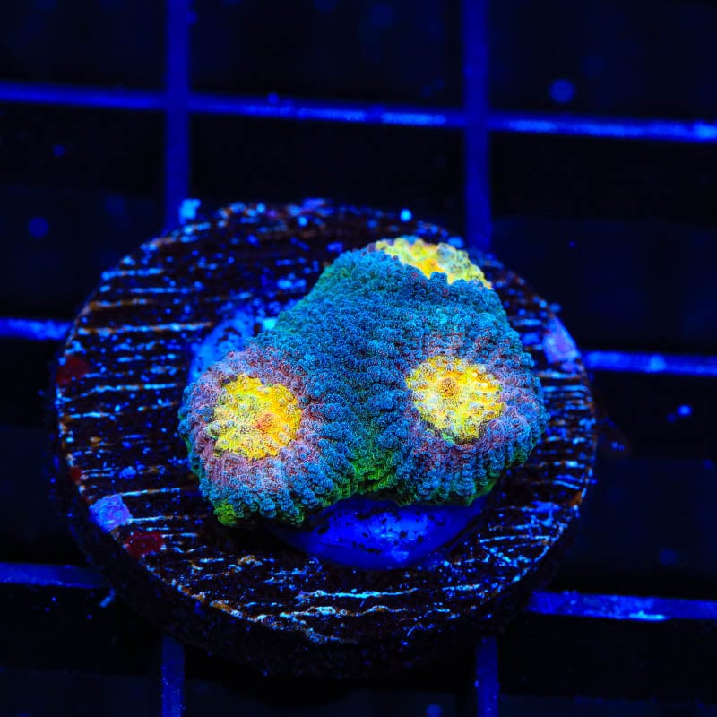 Premium CB Angel Eye Favia Coral for Saltwater Aquariums - Vibrant Coral for Reef Tanks & Marine Aquascaping | Perfect for Beginners & Advanced Hobbyists