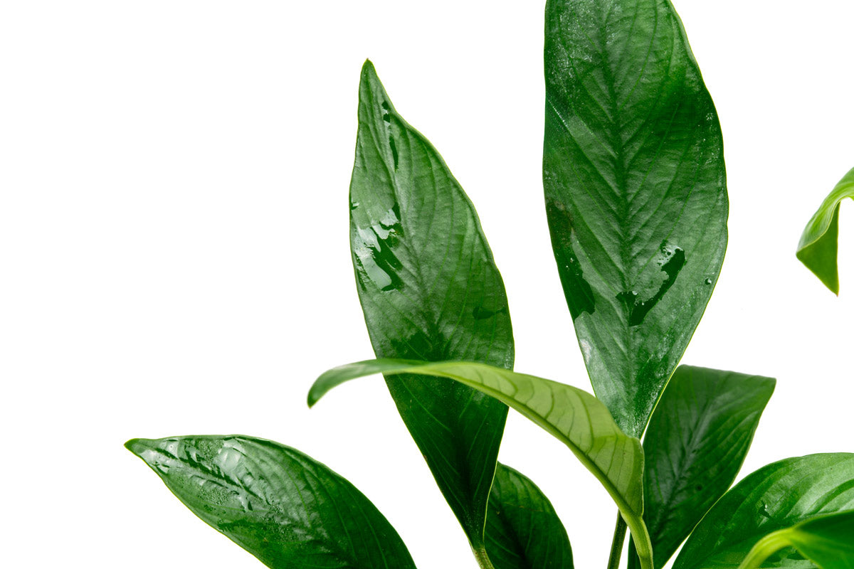Anubias Glabra Live Aquarium Plant - Easy Low Light Freshwater Aquatic Plant for Fish Tanks, Aquascaping & Shrimp Tanks | Perfect for Beginners & Natural Aquarium Decor